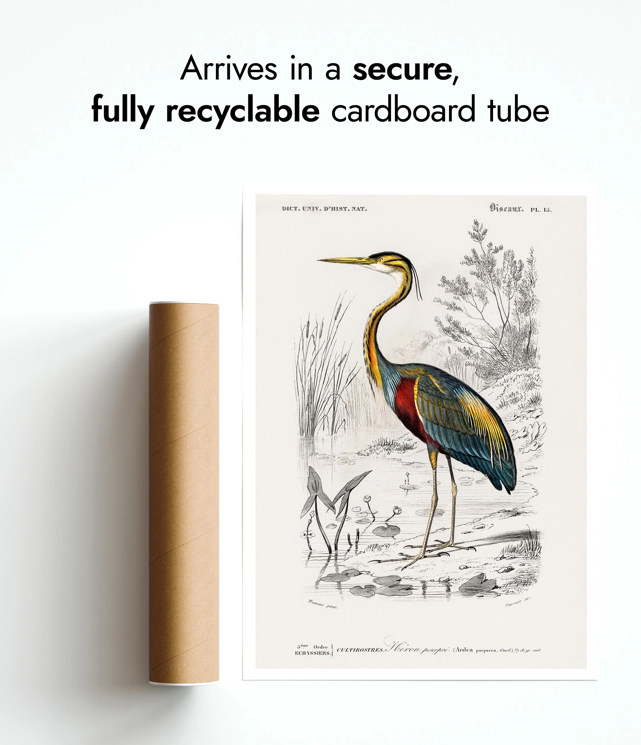 Purple Heron - Image 9