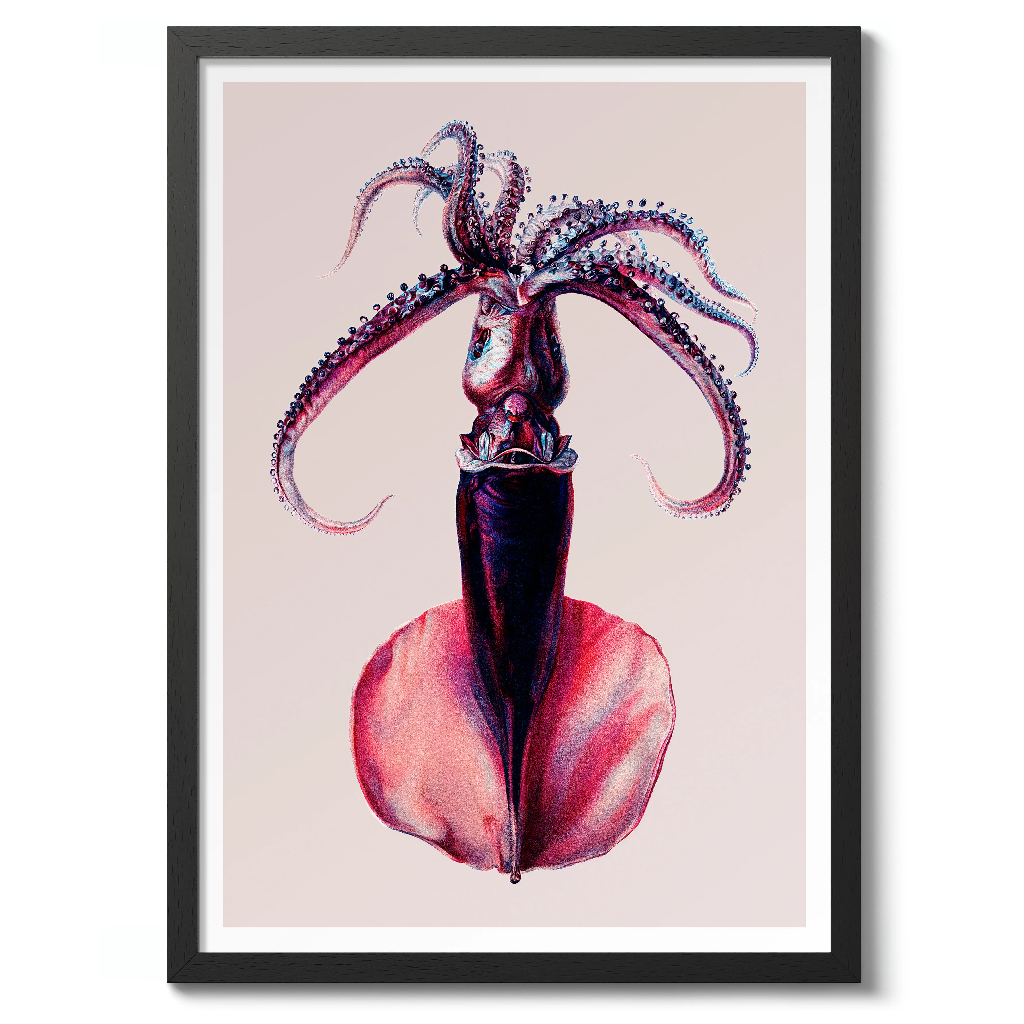 Purple Squid - Image 2