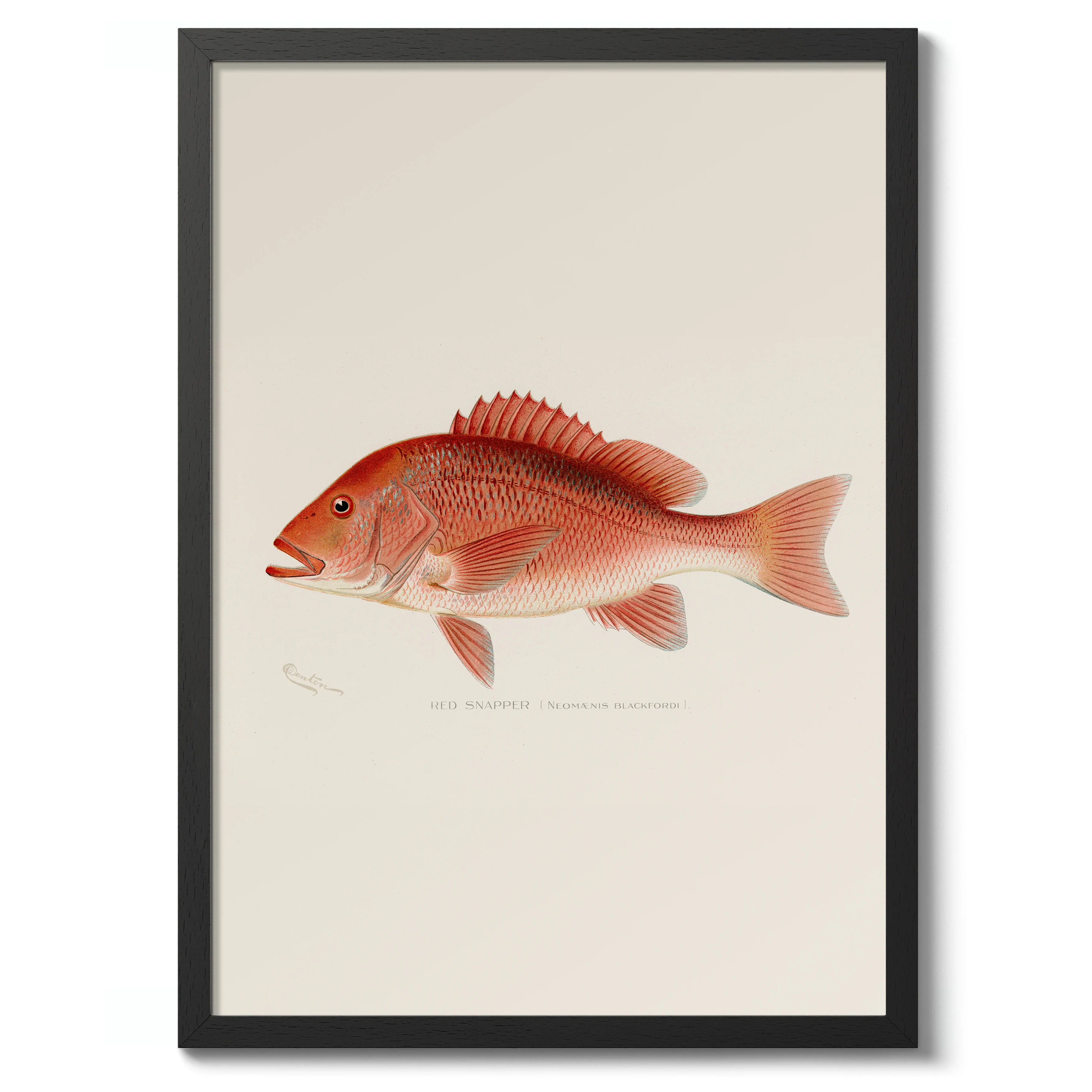 Red Snapper - Image 2
