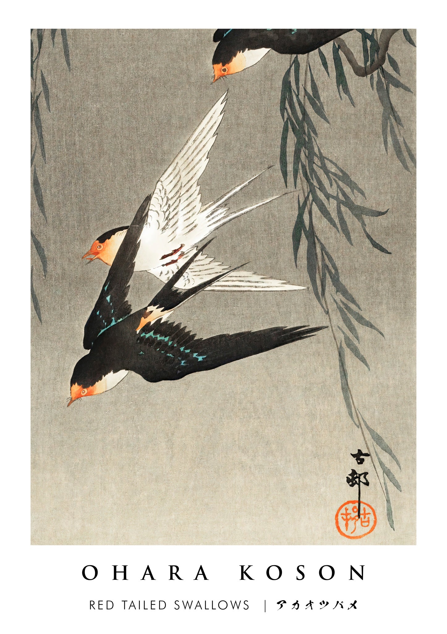 Red Tailed Swallows