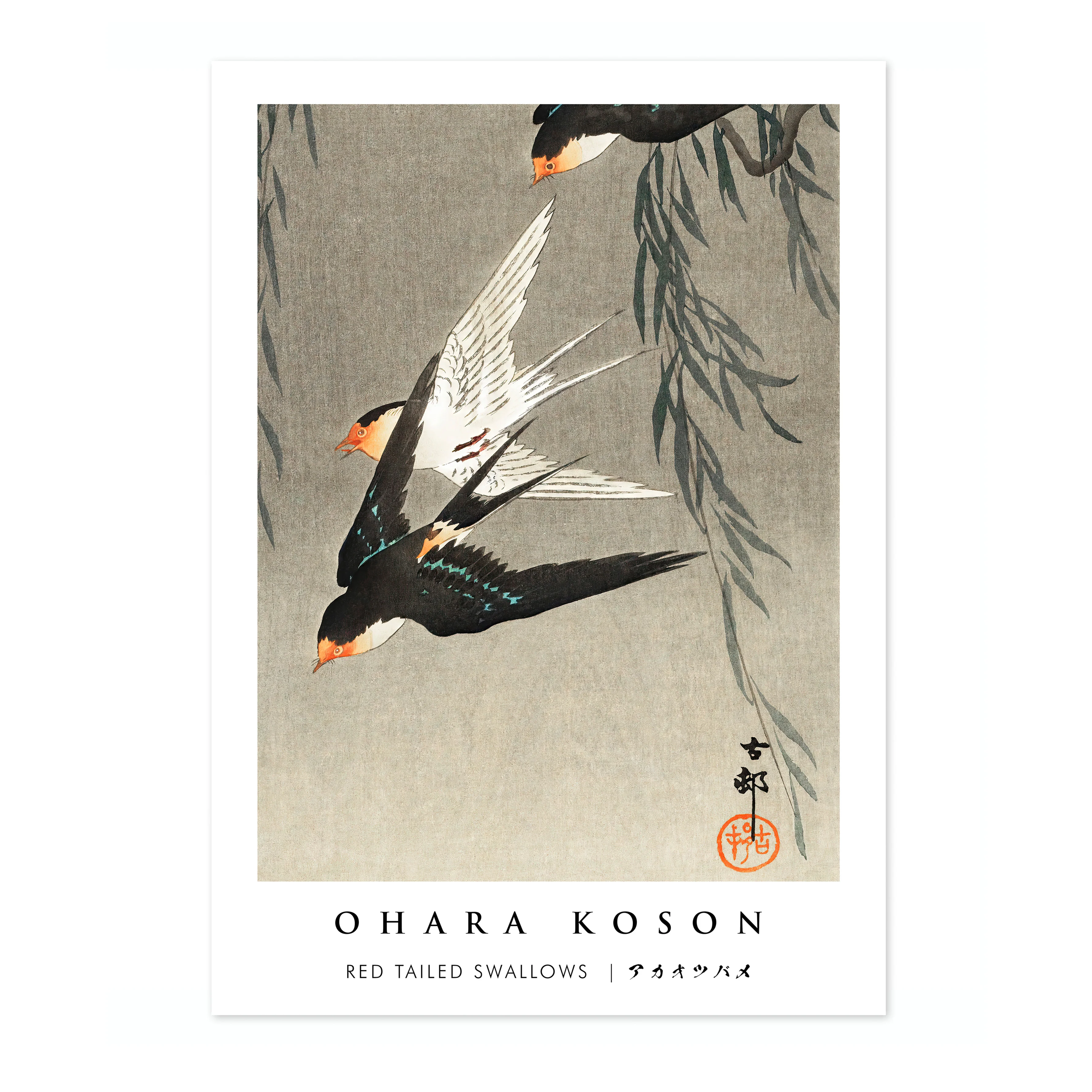 Red Tailed Swallows - Image 4