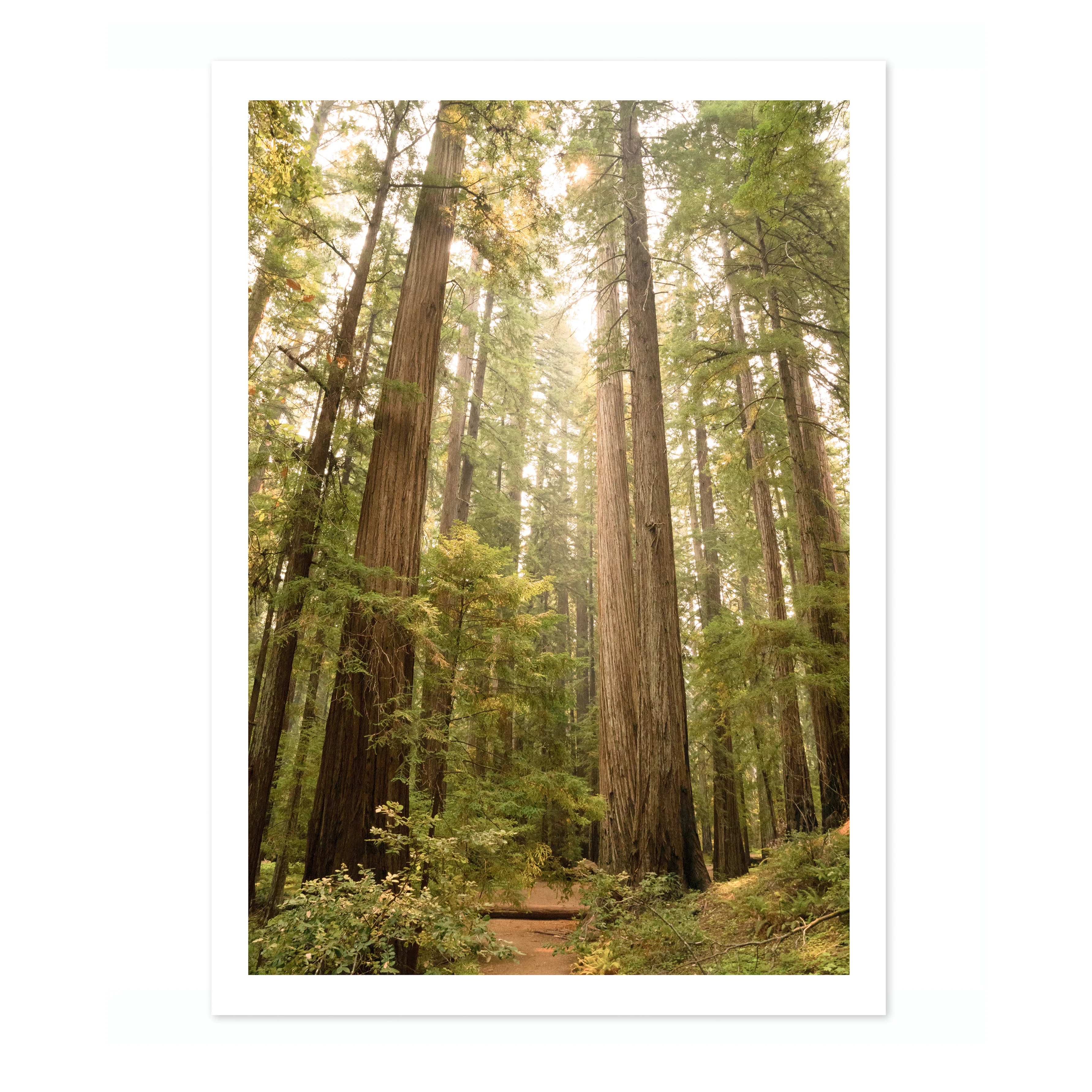 Redwood Forest, California - Image 4