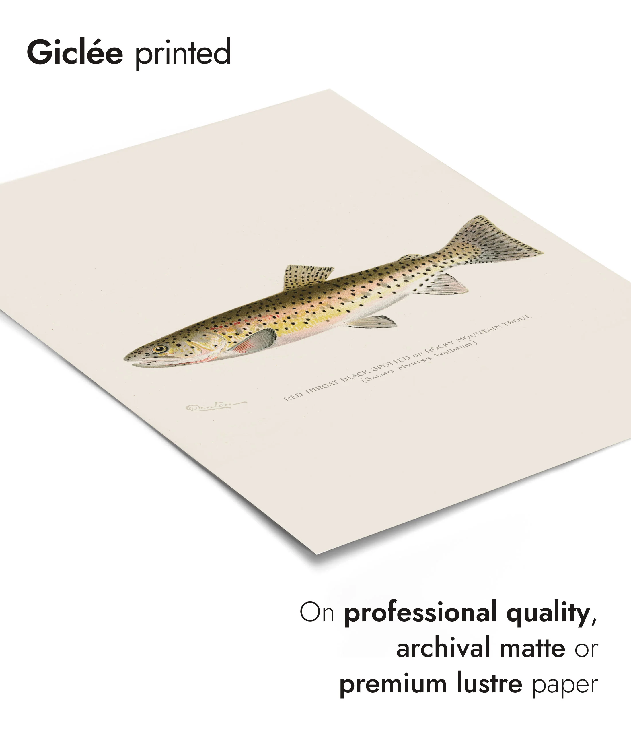 Rocky Mountain Trout - Image 6