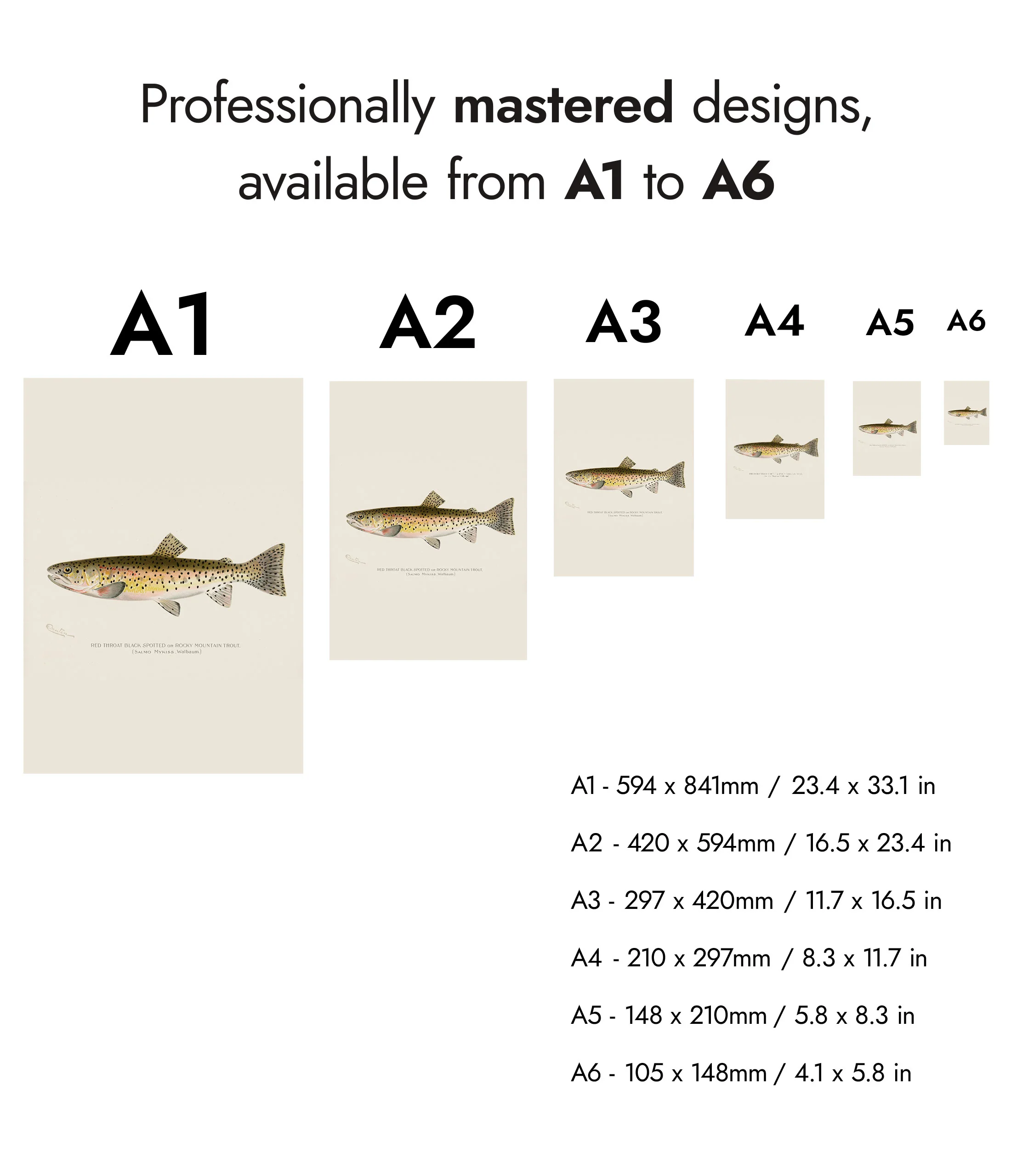 Rocky Mountain Trout - Image 8