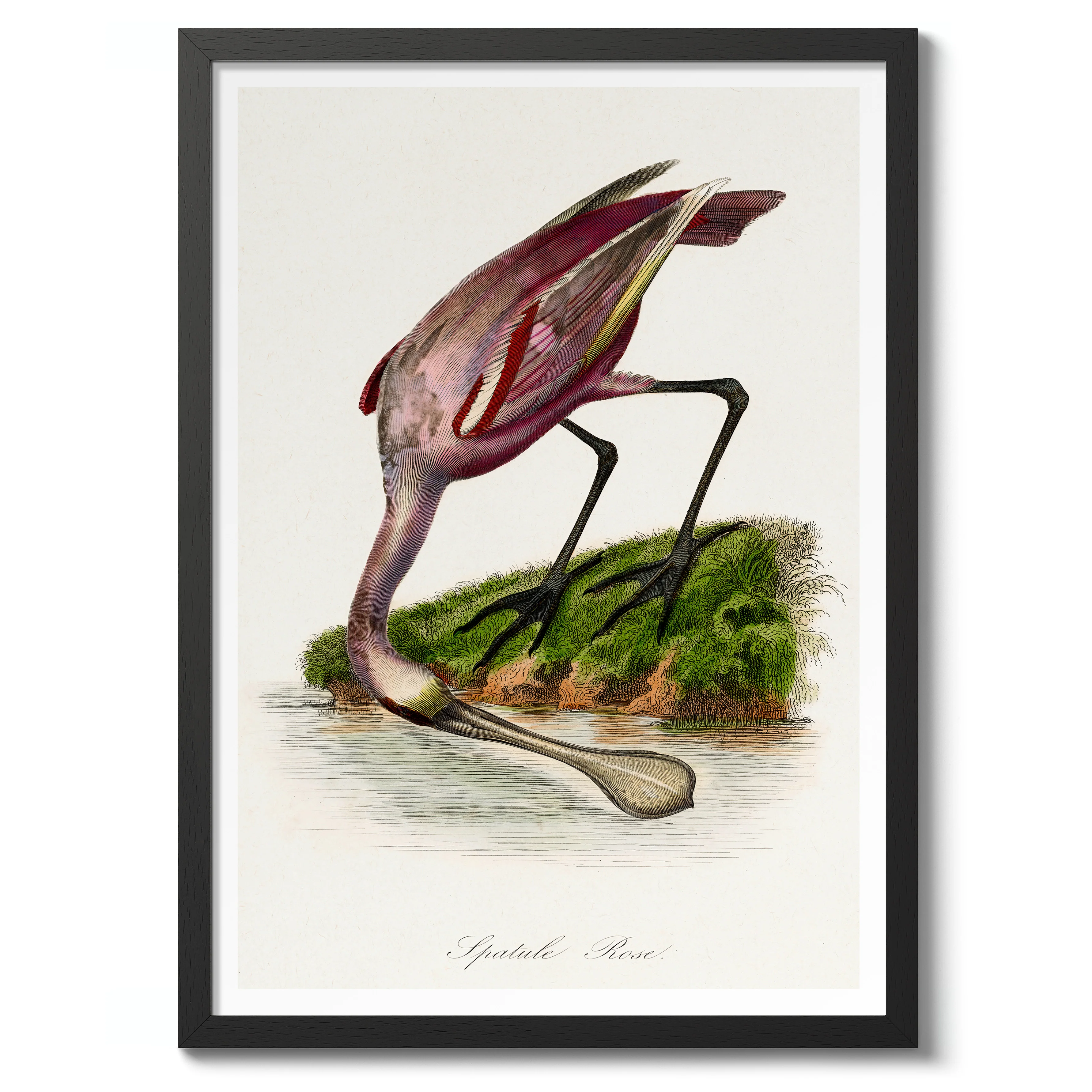Roseate Spoonbill - Image 2