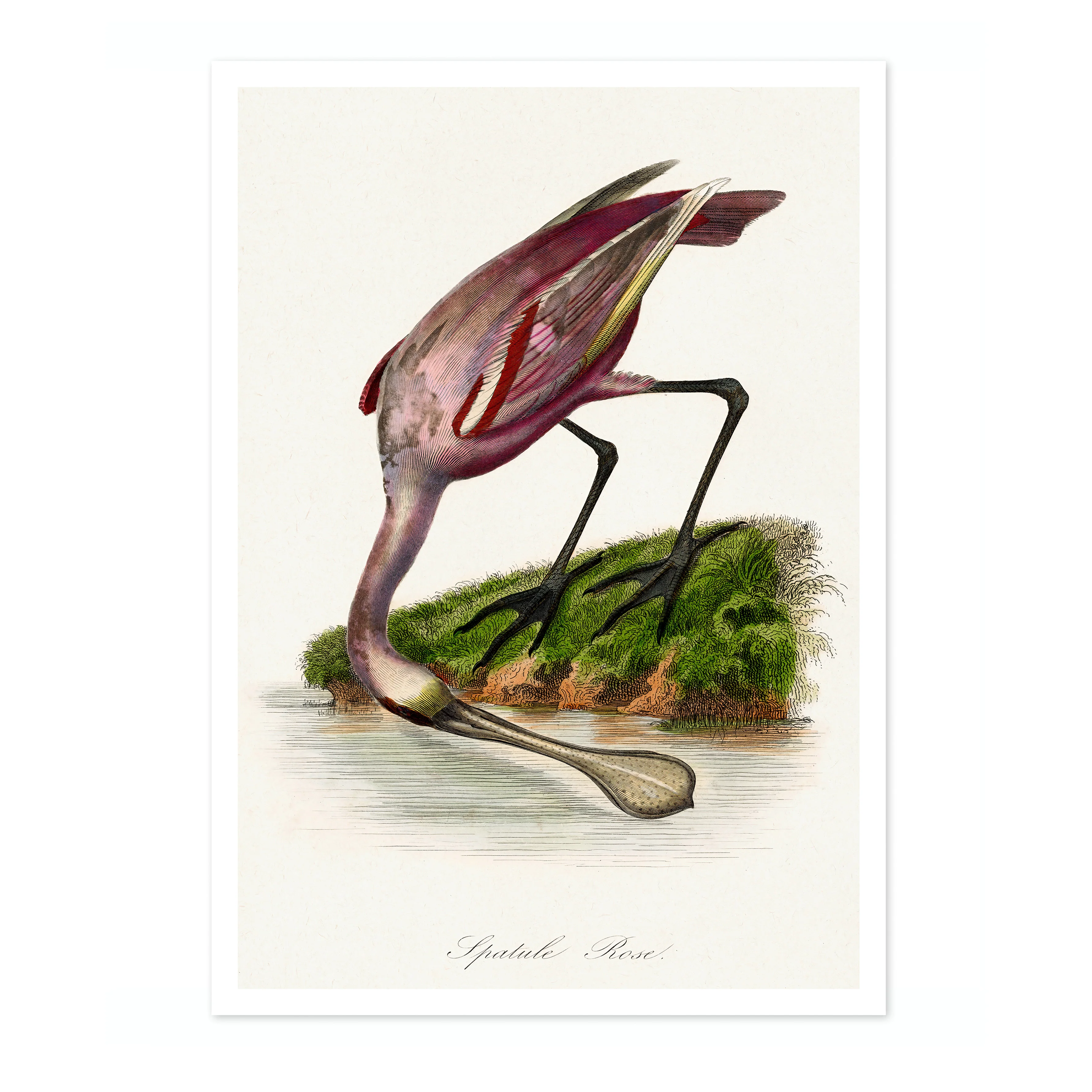 Roseate Spoonbill - Image 4