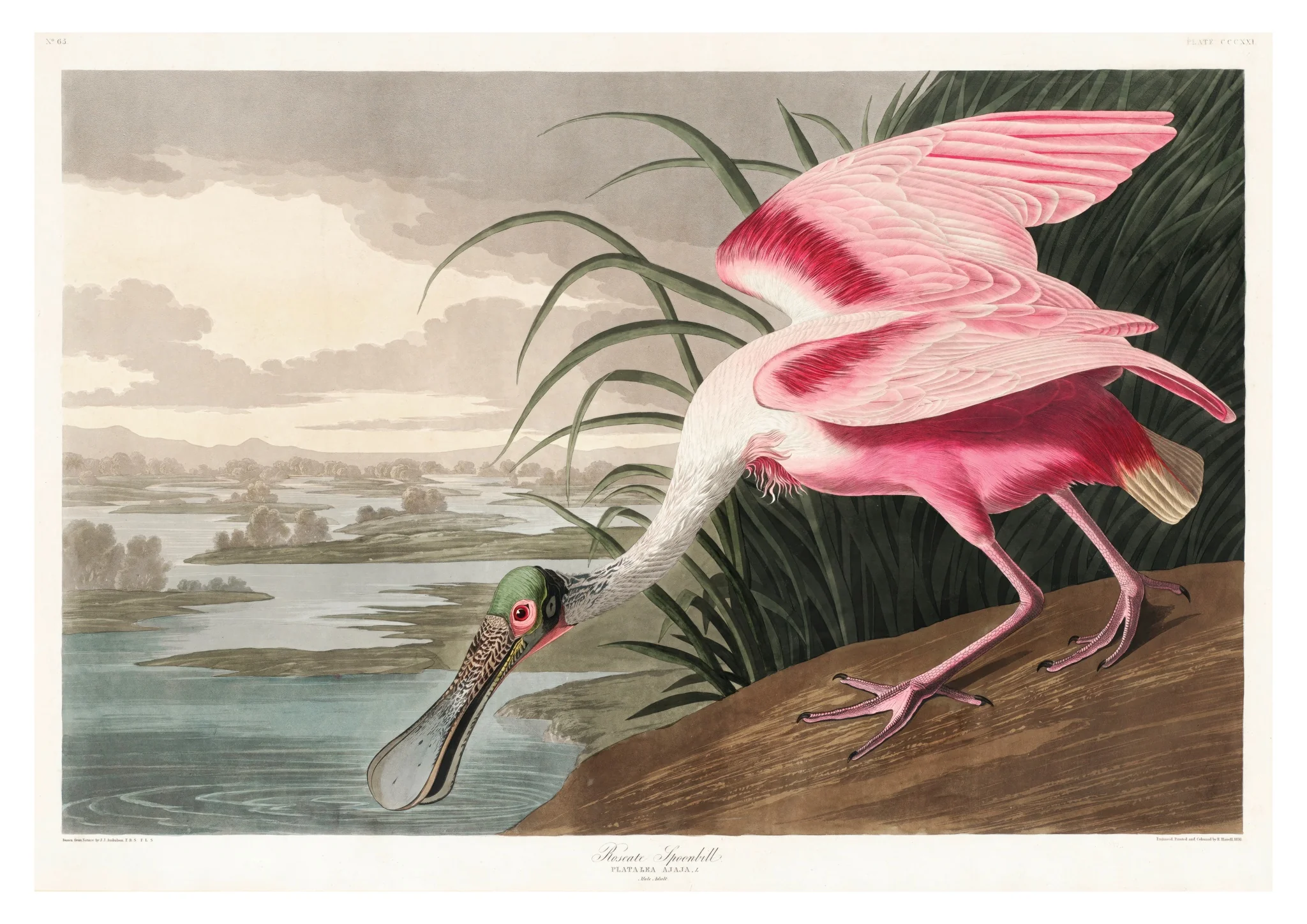 Roseate Spoonbill