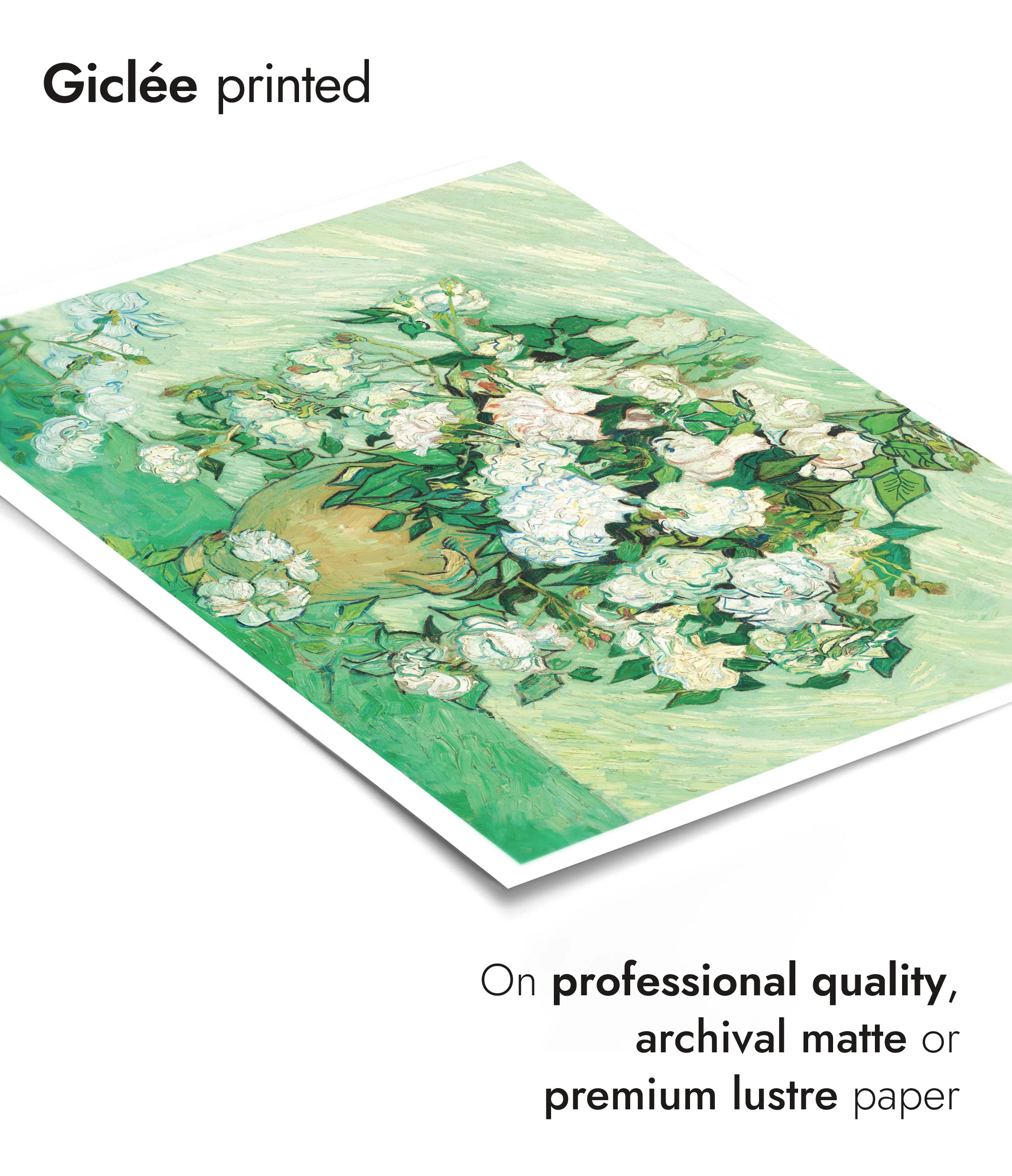 Roses - Image 6