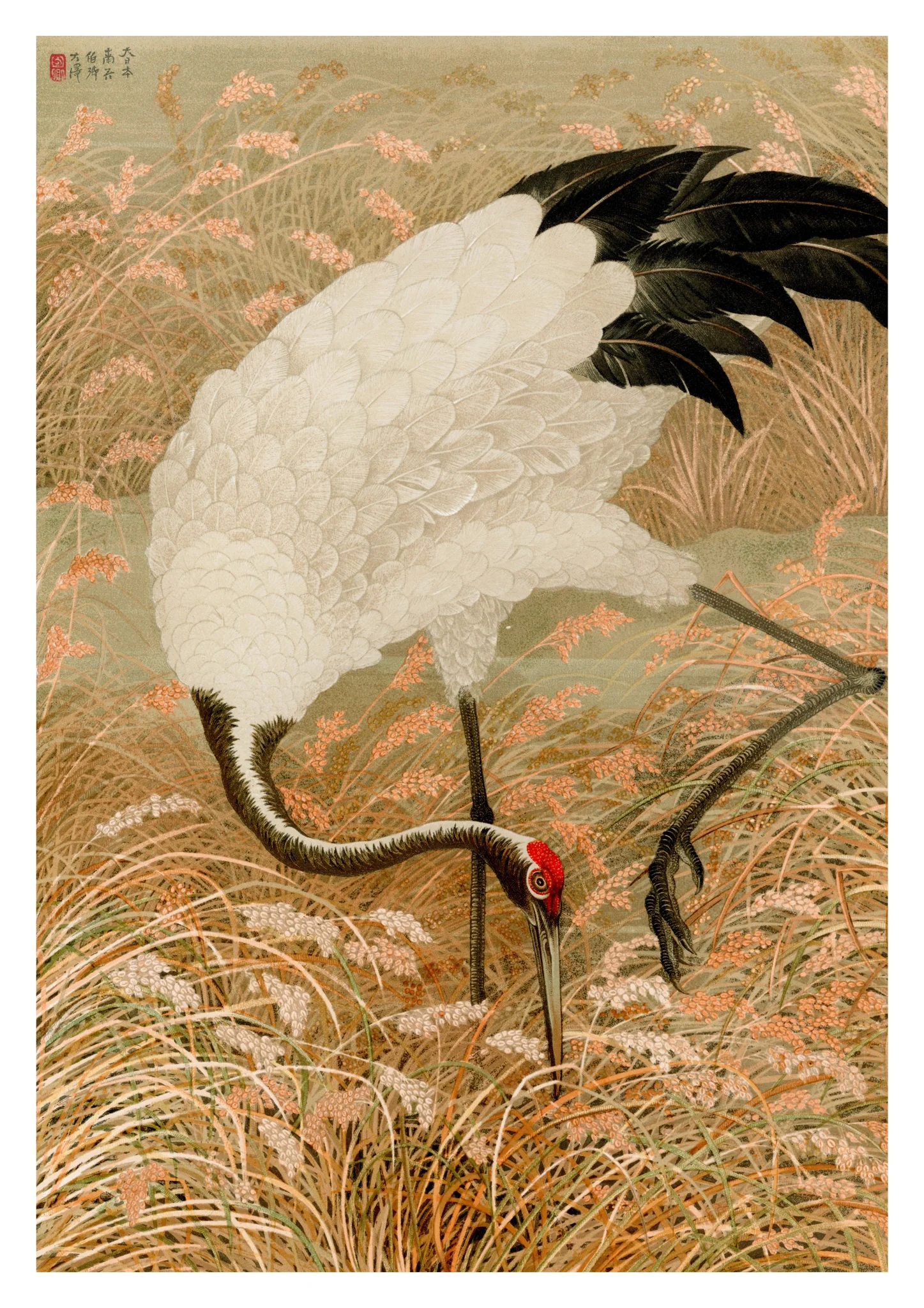 Sarus Crane in a Rice Field
