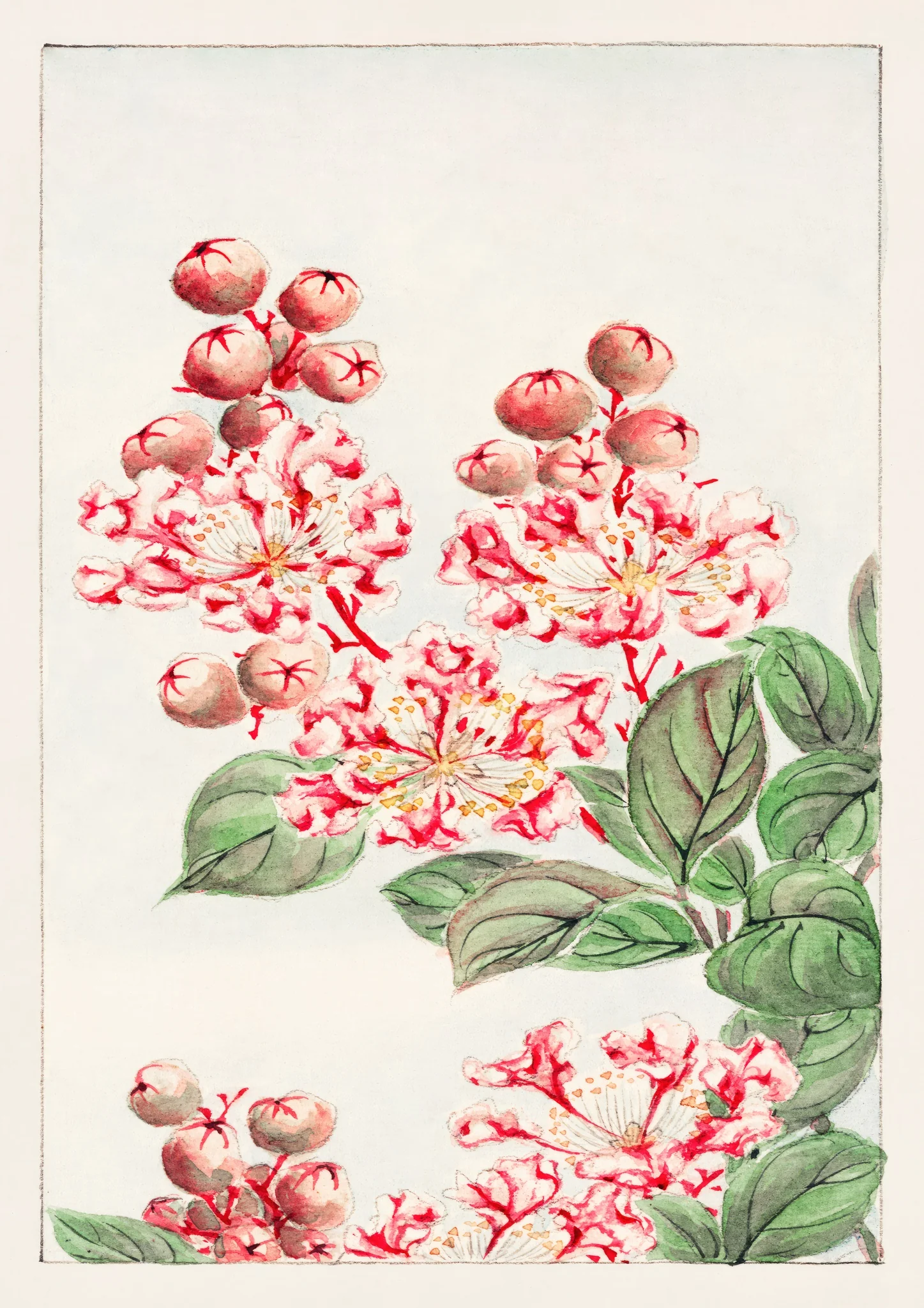 Sarusubi Blossoms