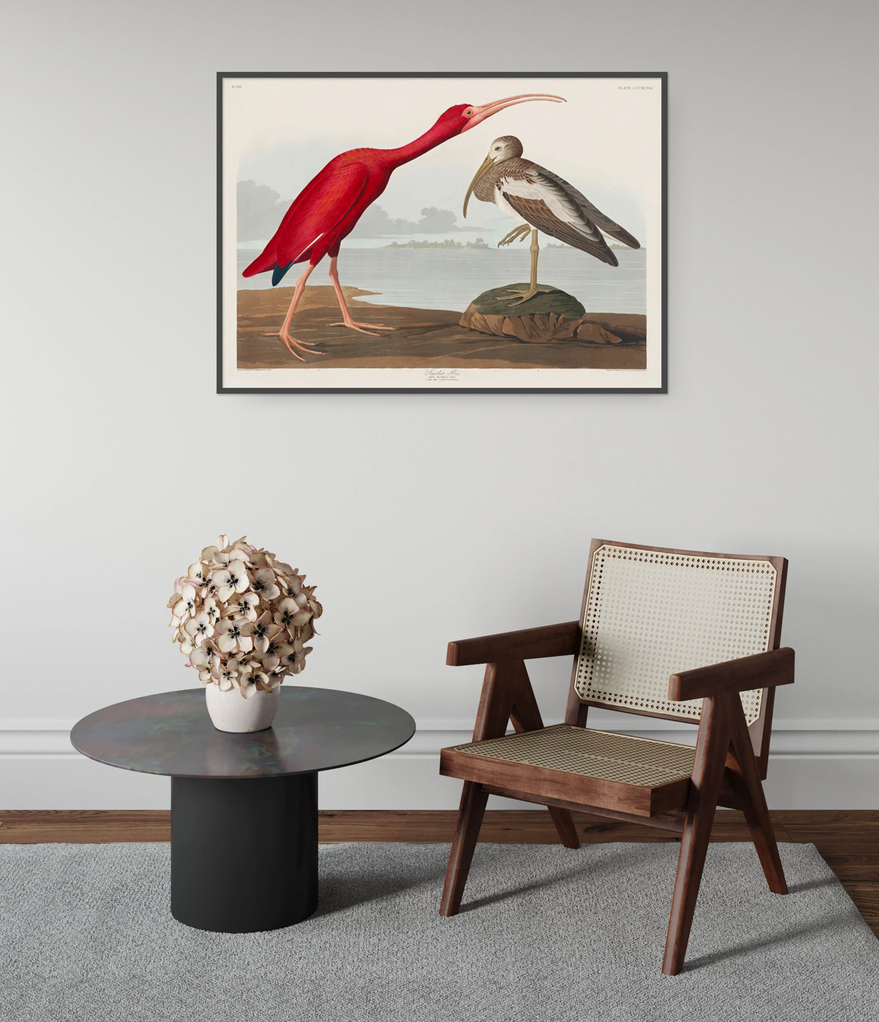 Scarlett Ibis - Image 5