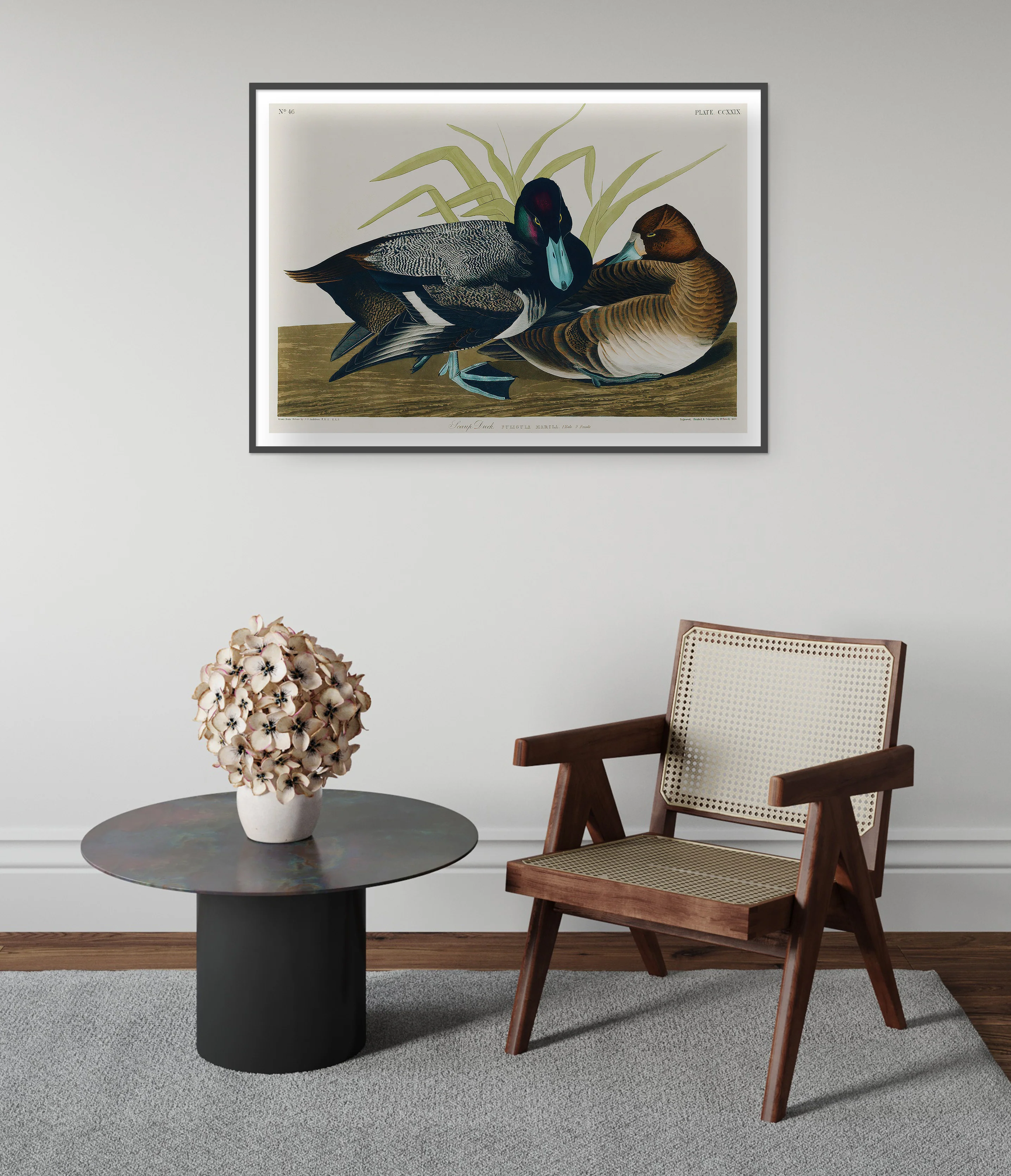 Scaup Ducks - Image 5
