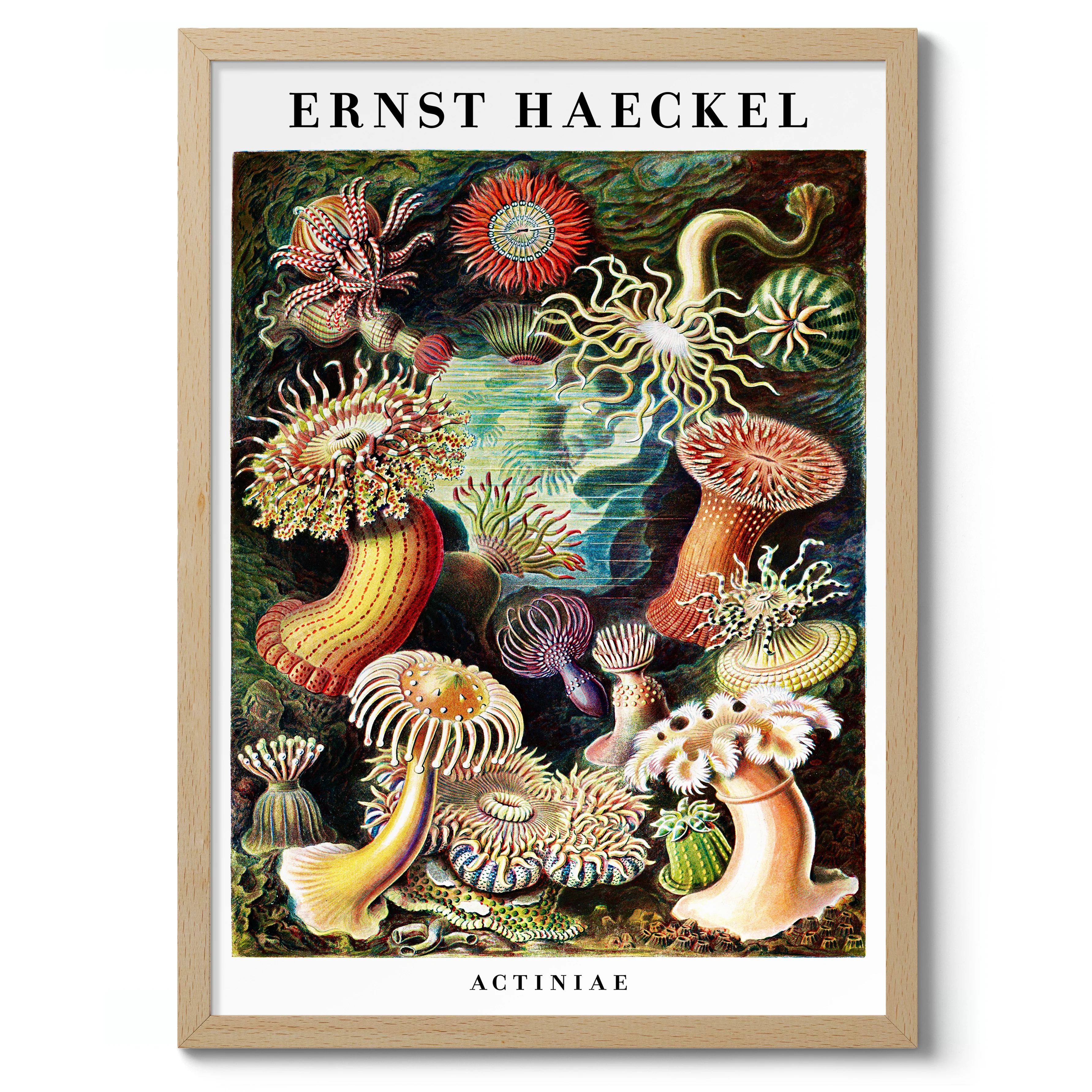 Sea Anemones - Image 3