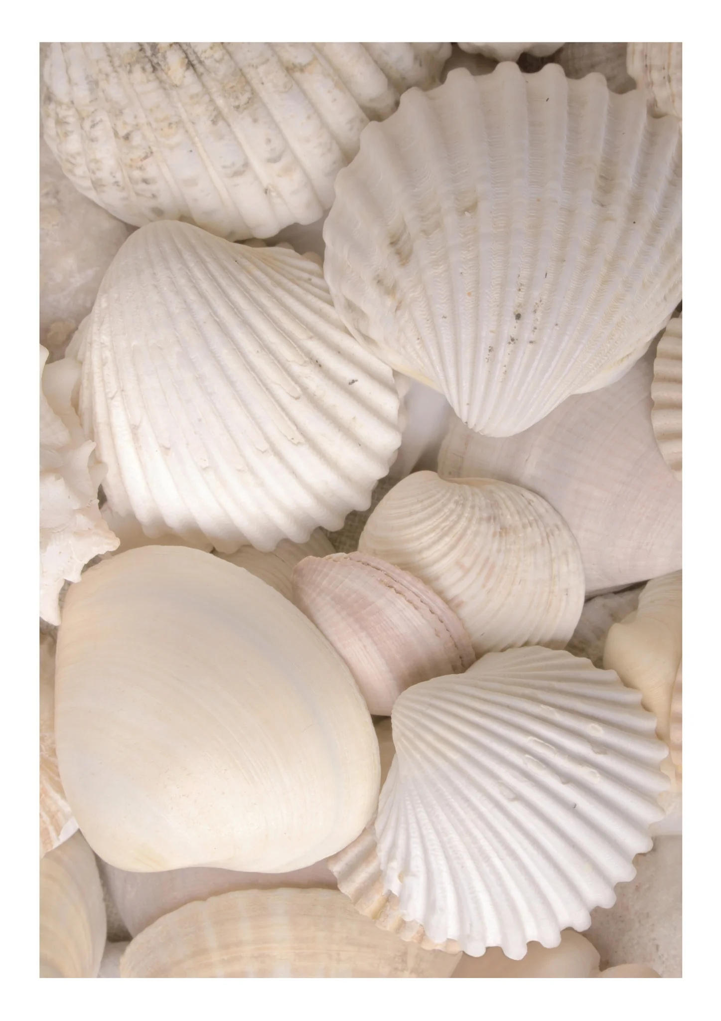 Sea Shells