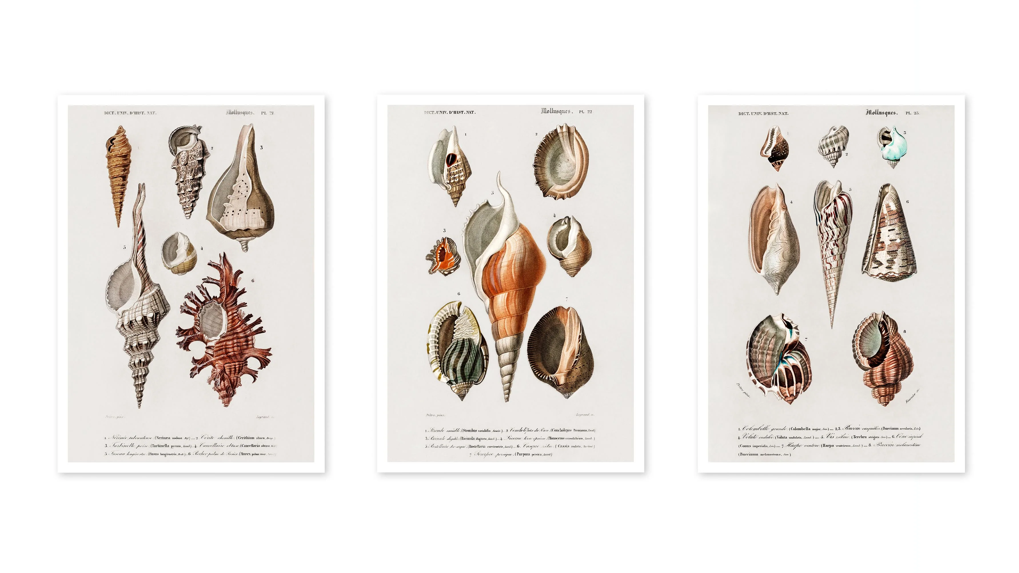 Sea Shells - Image 3