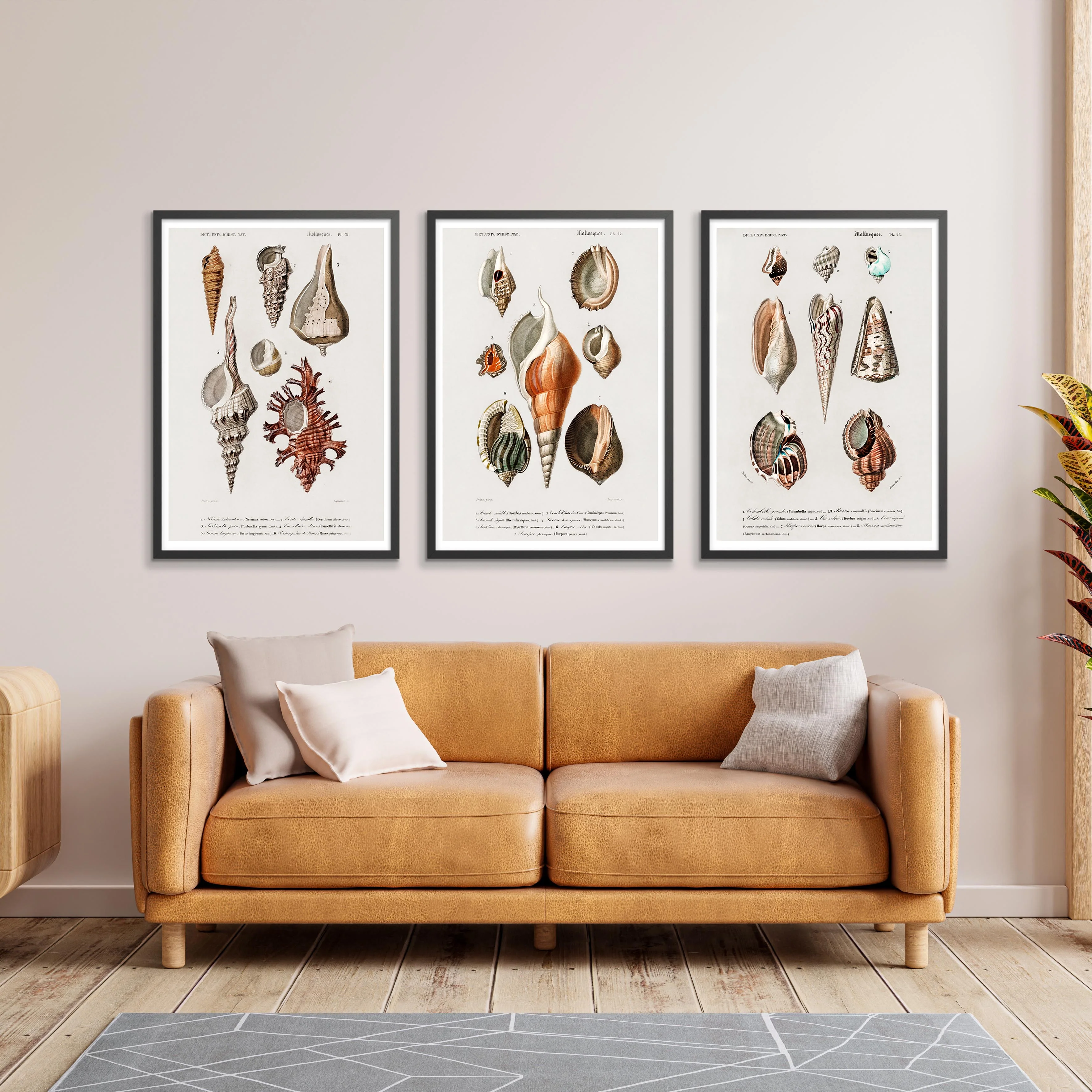 Sea Shells - Image 4