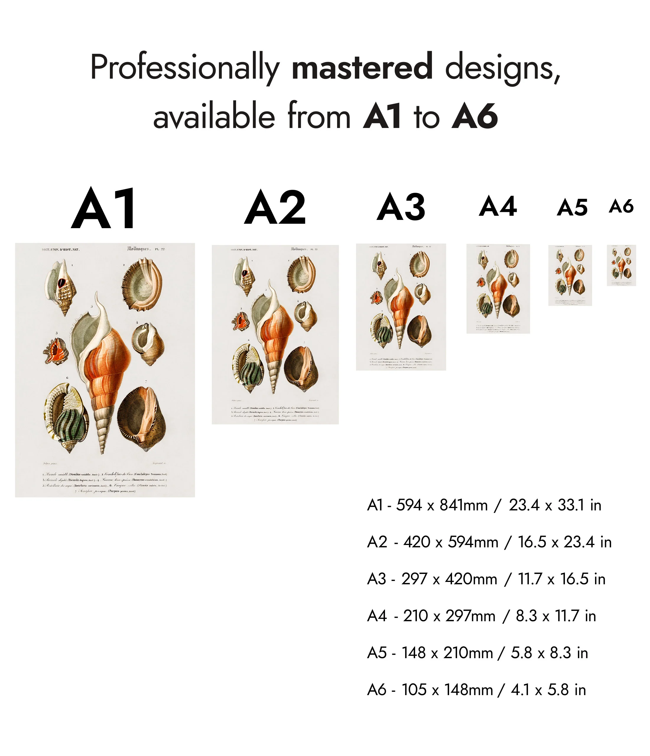 Sea Shells - Image 8