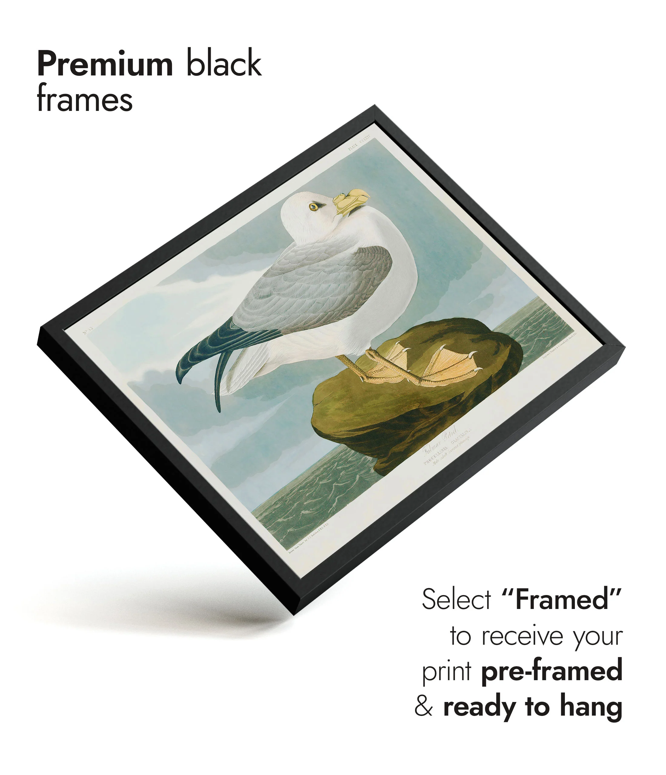 Seagull - Image 7