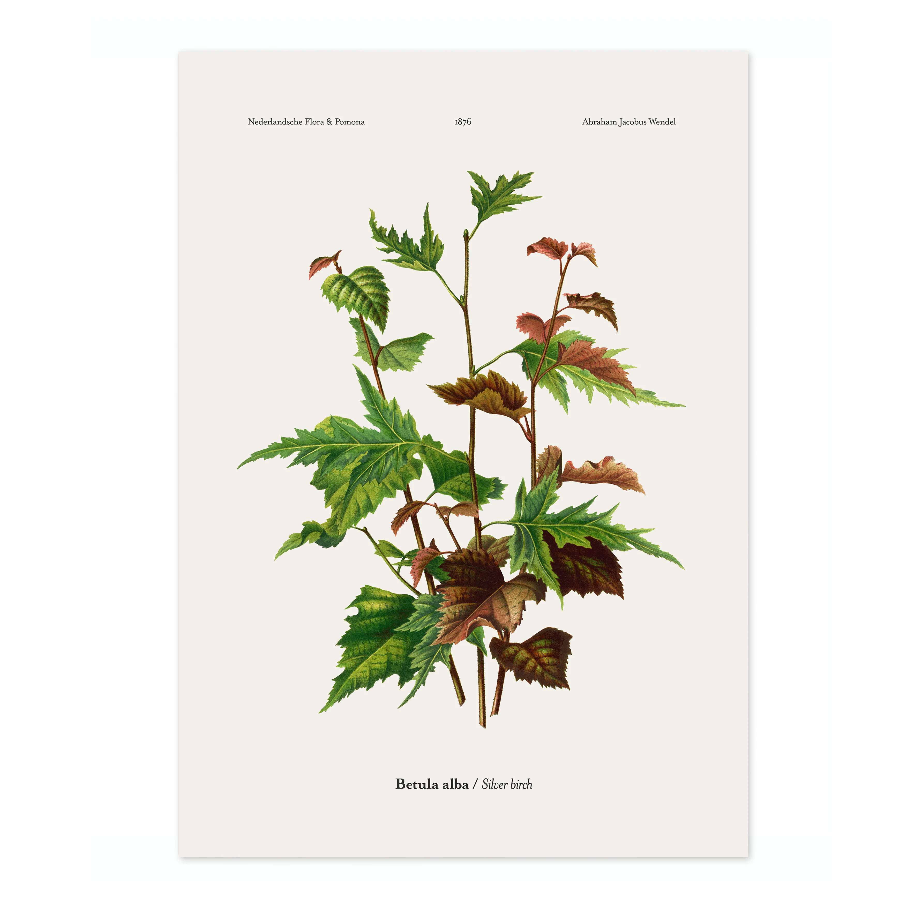 Silver Birch - Image 4