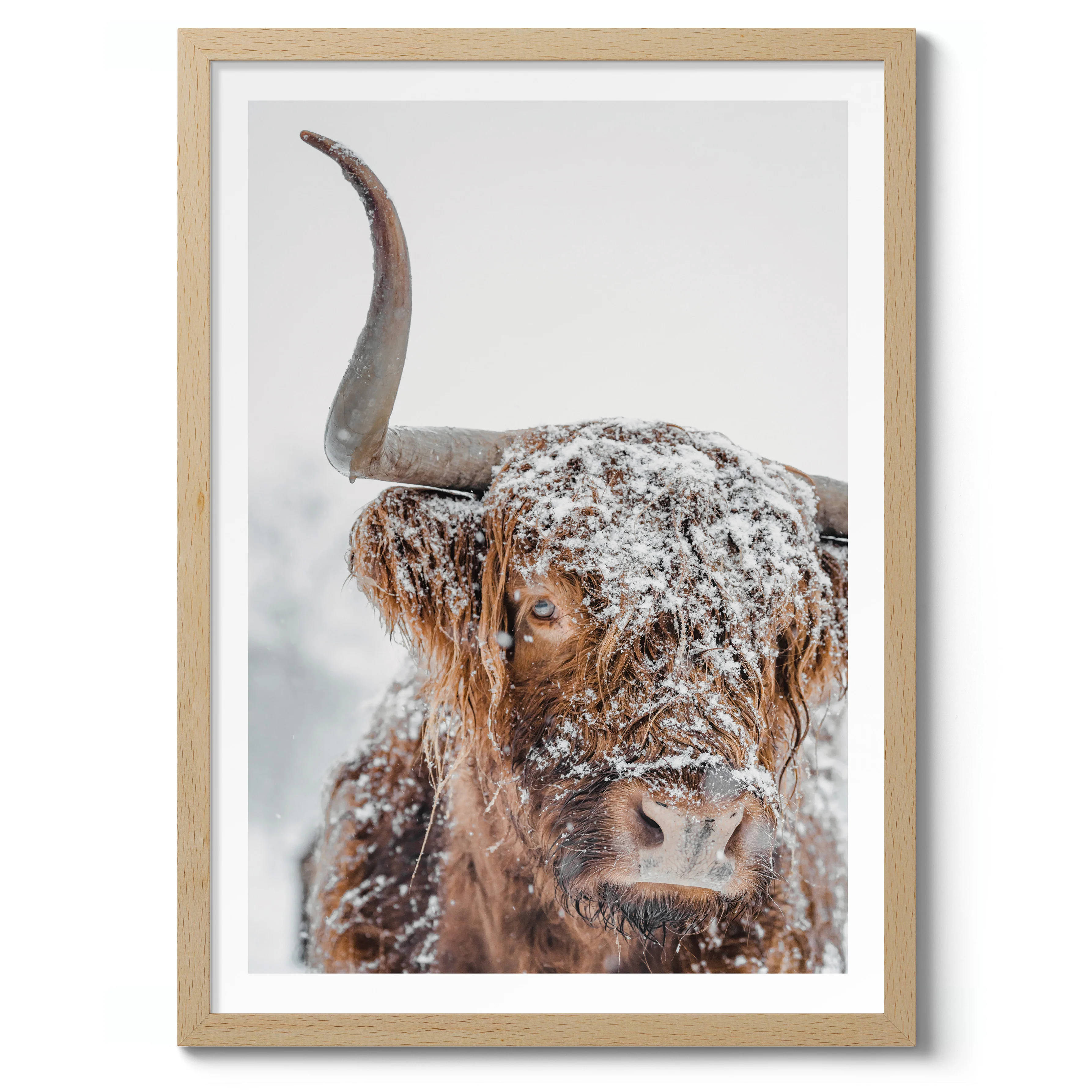 Snowy Highland Cow - Image 3