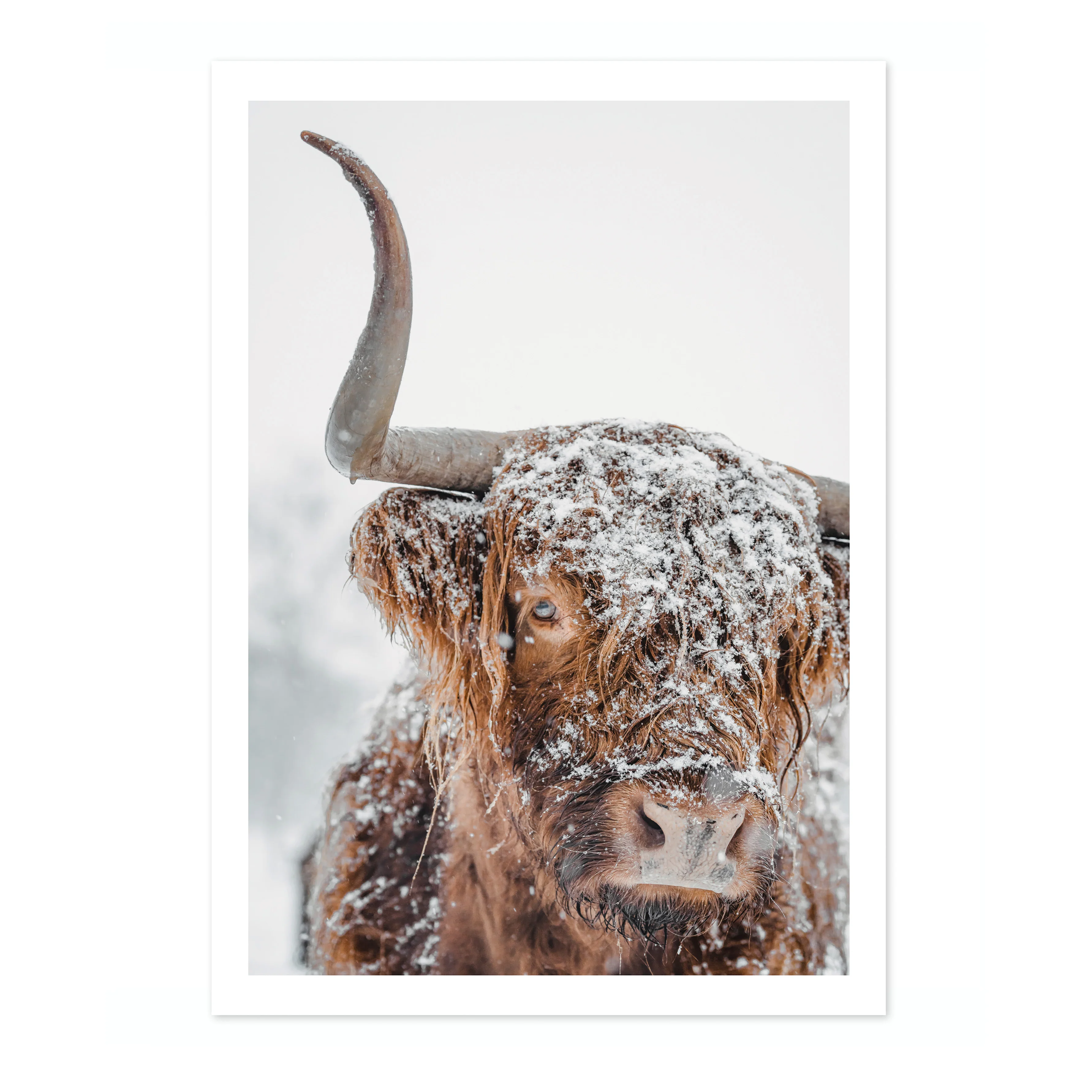 Snowy Highland Cow - Image 4