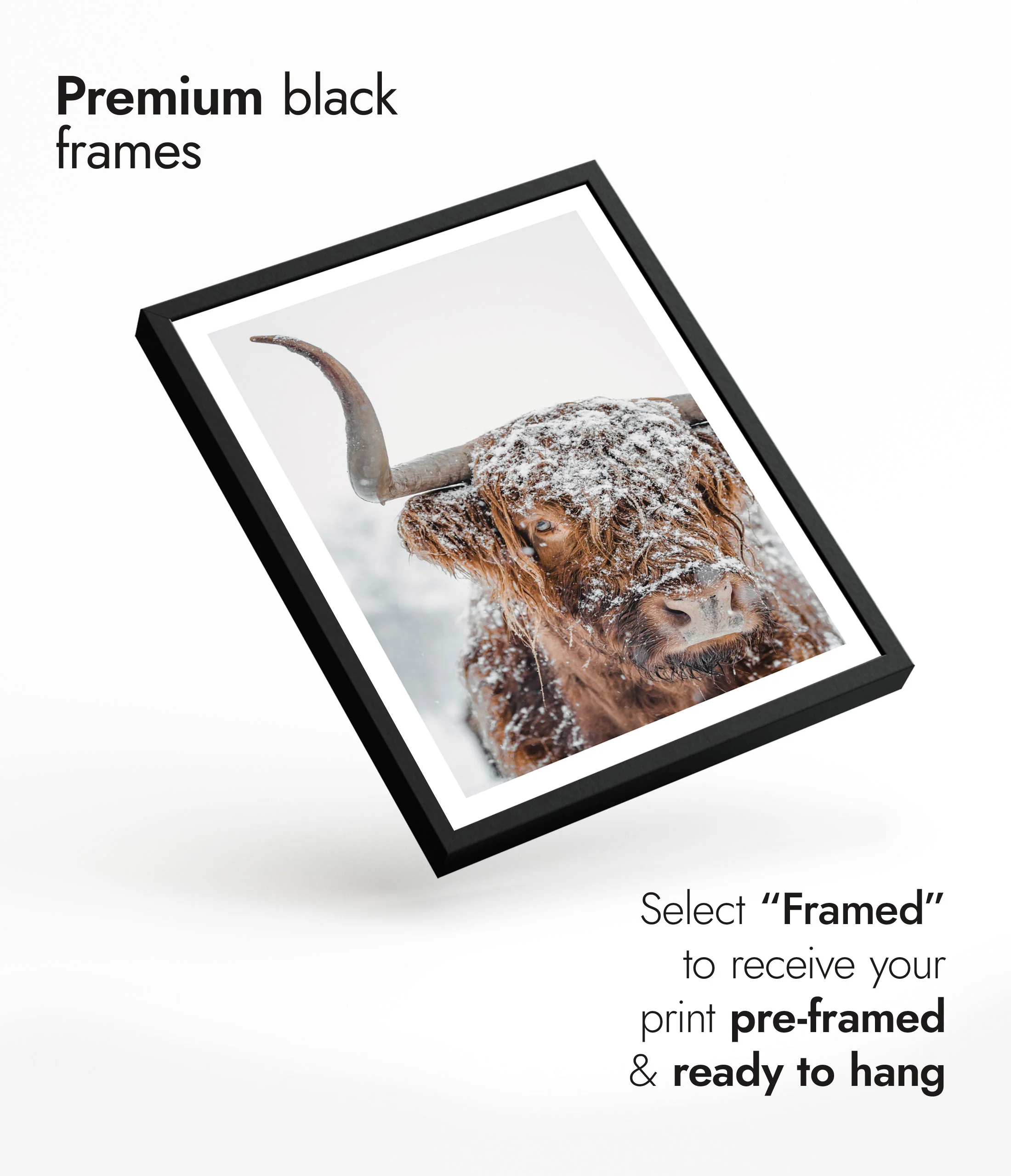 Snowy Highland Cow - Image 7