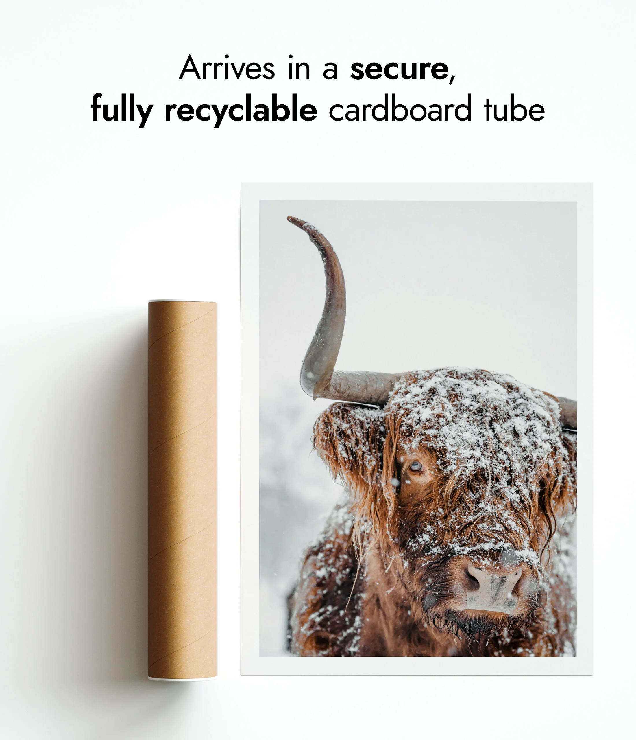 Snowy Highland Cow - Image 9