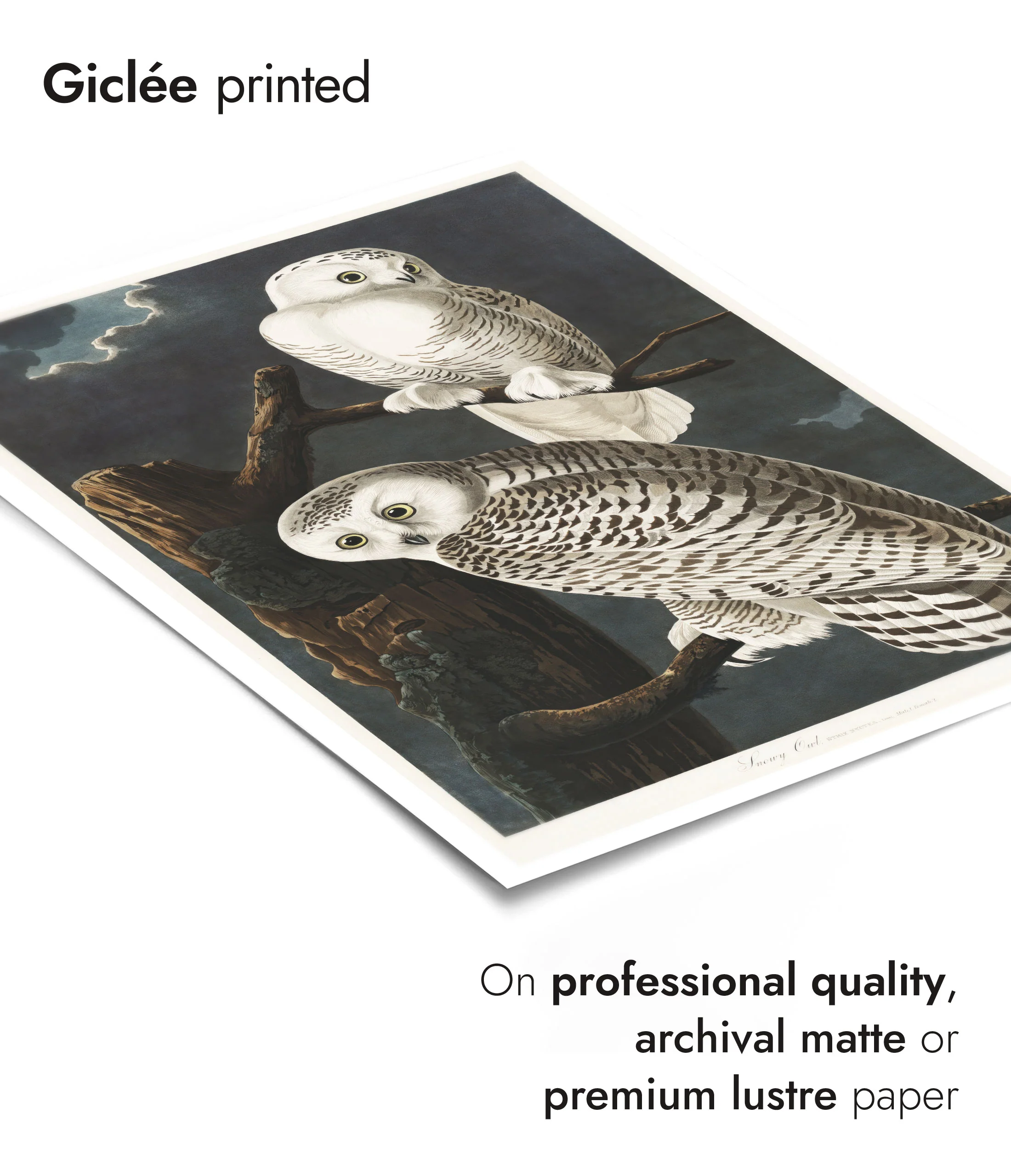 Snowy Owls - Image 6