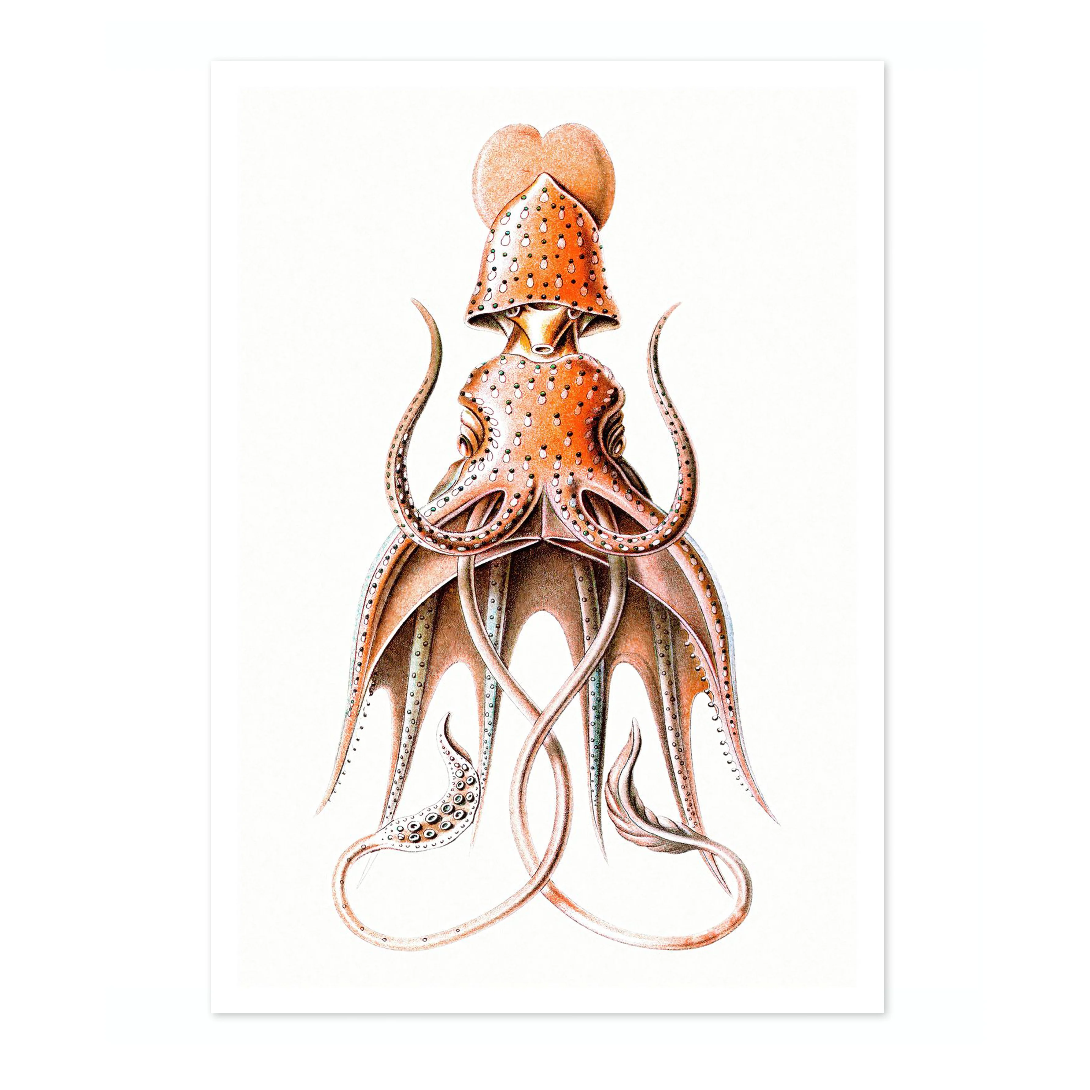 Squid - Image 4