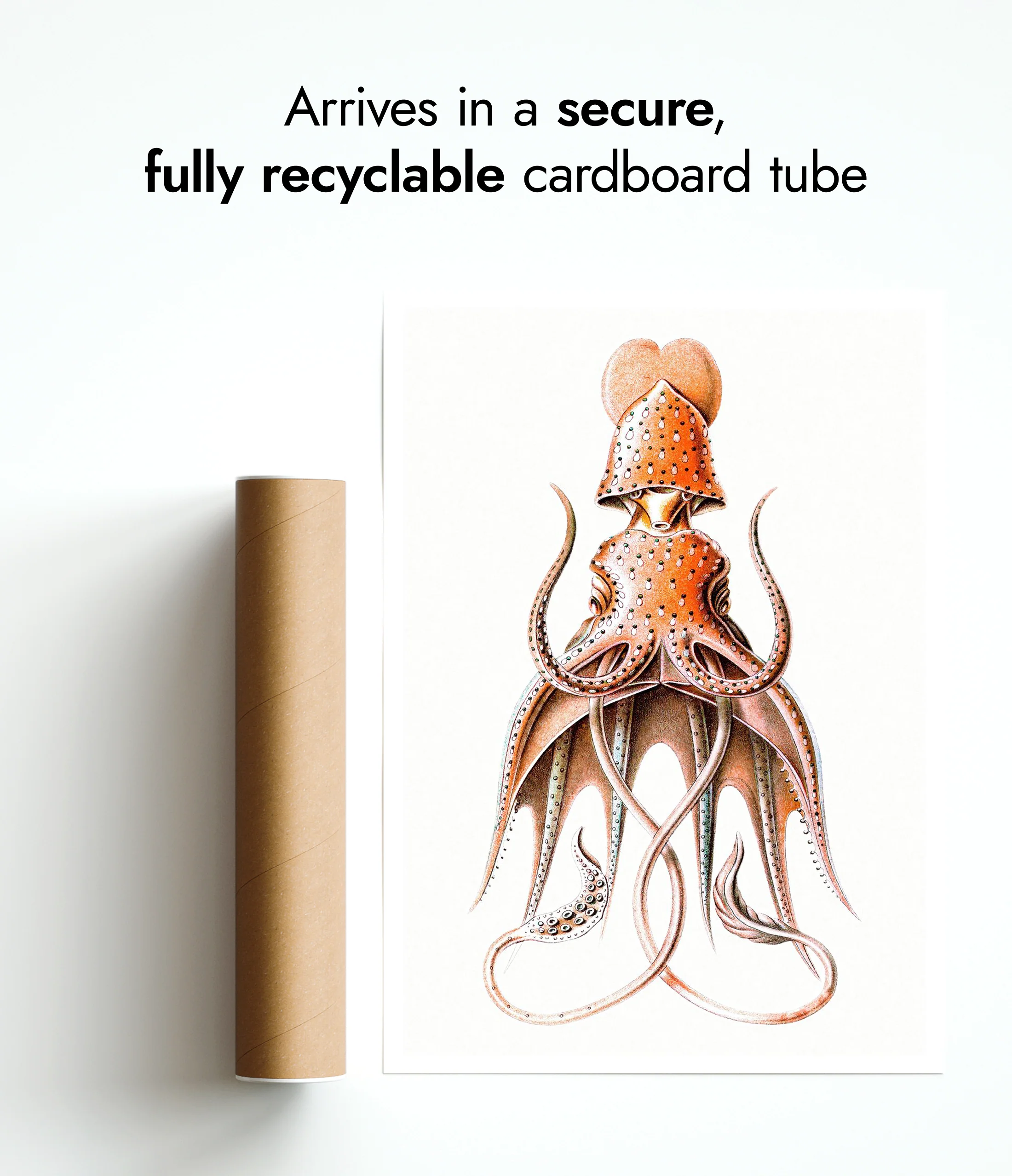 Squid - Image 9