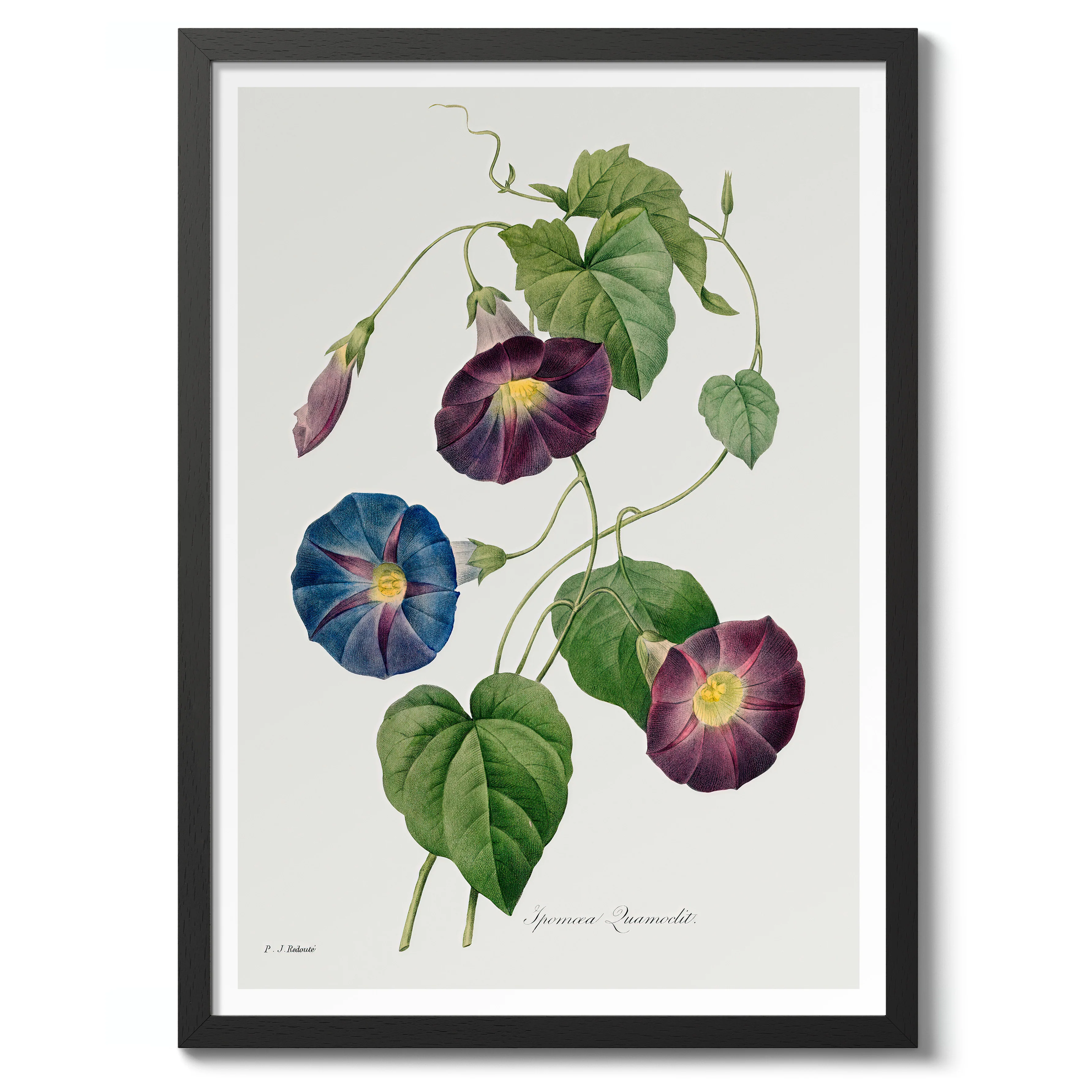 Star Glory Flower - Image 2