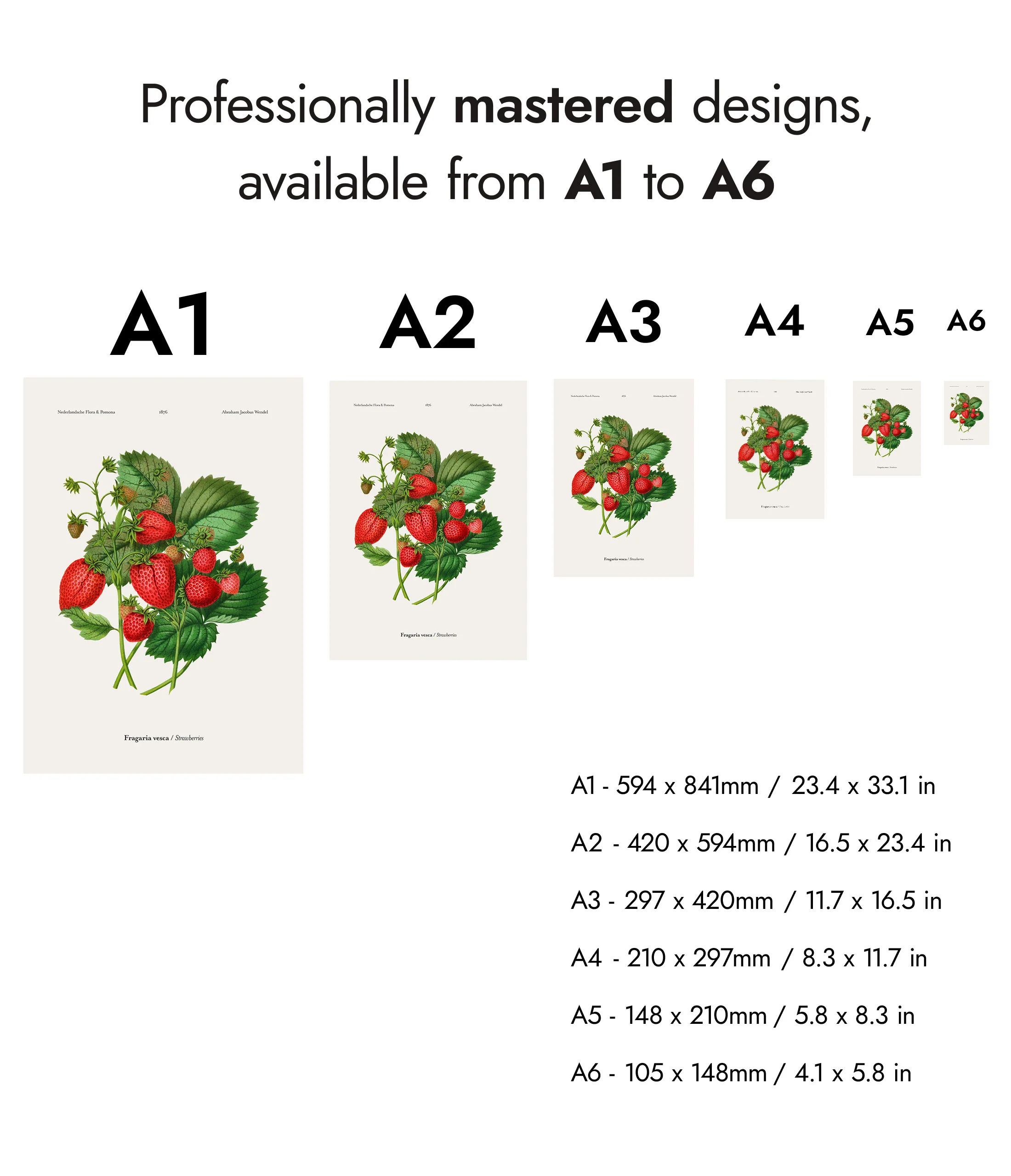 Strawberries - Image 8