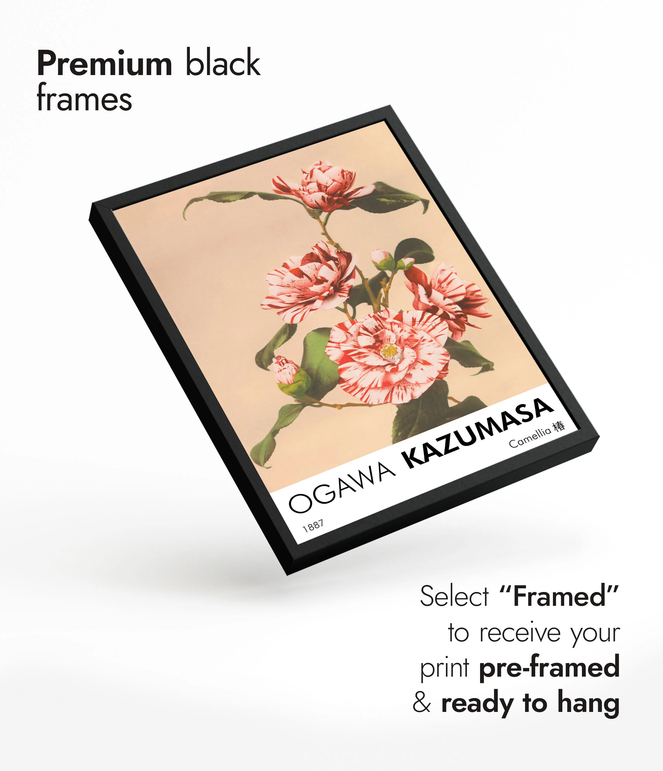 Striped Camellias - Image 7