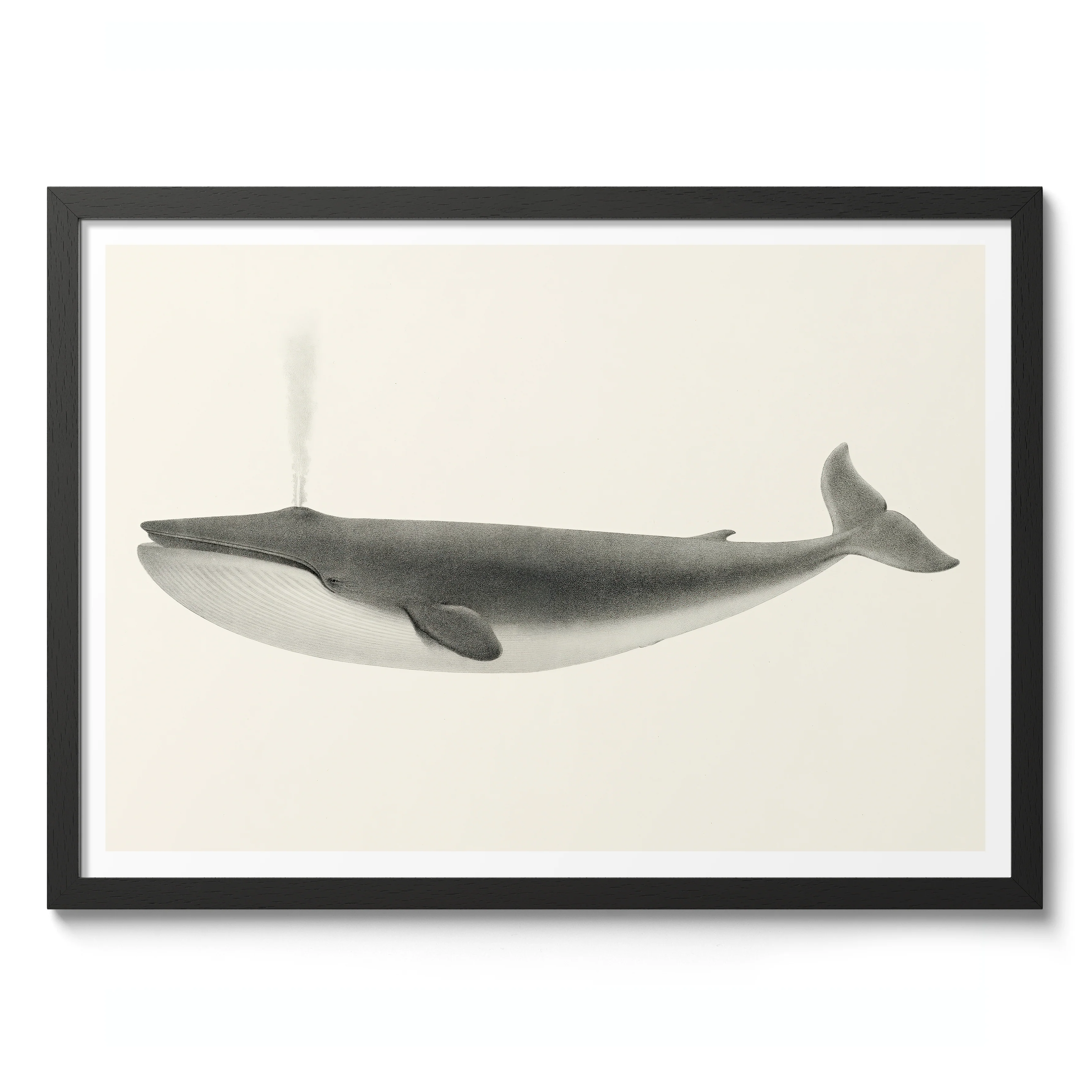 Sulphurbottom Whale - Image 2