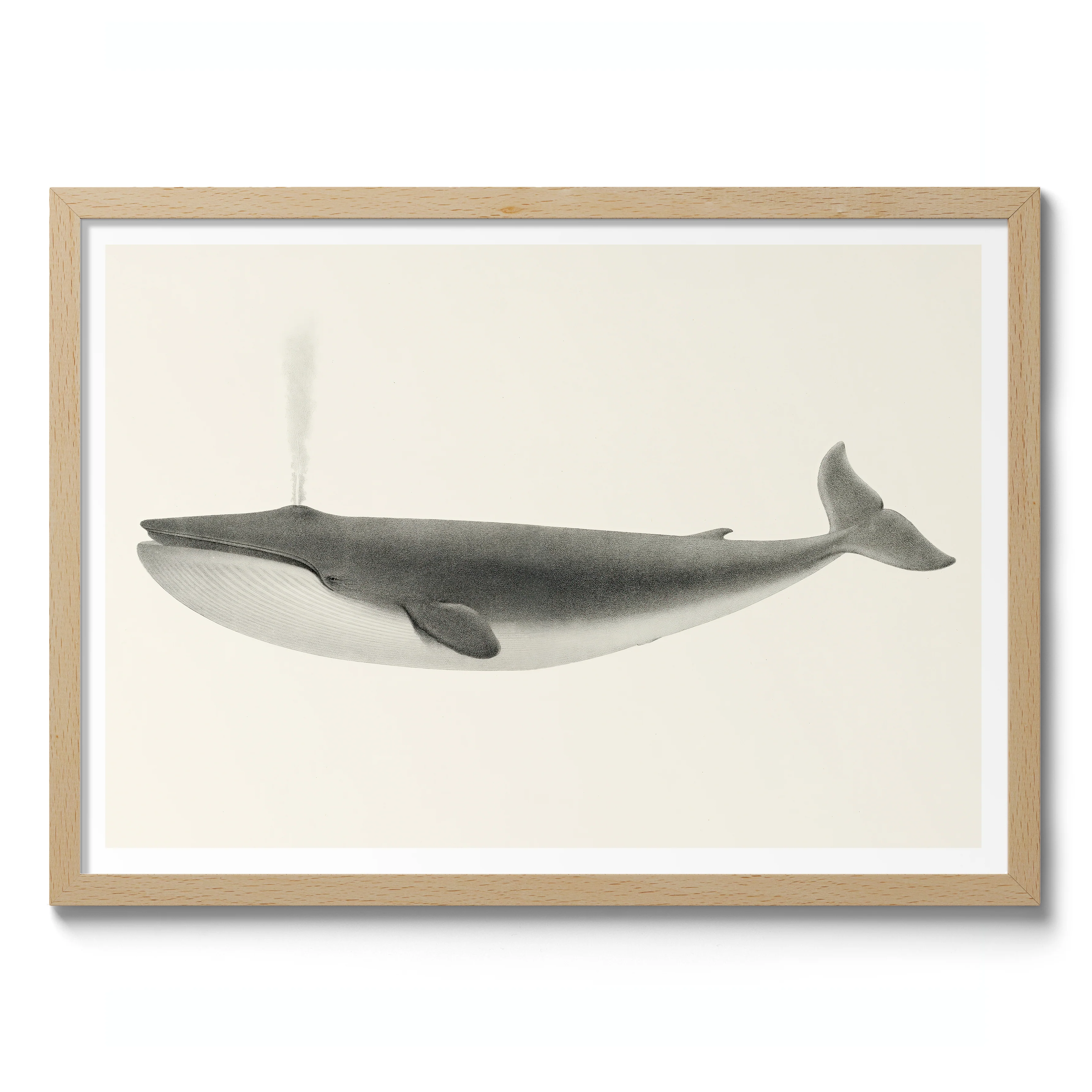 Sulphurbottom Whale - Image 3