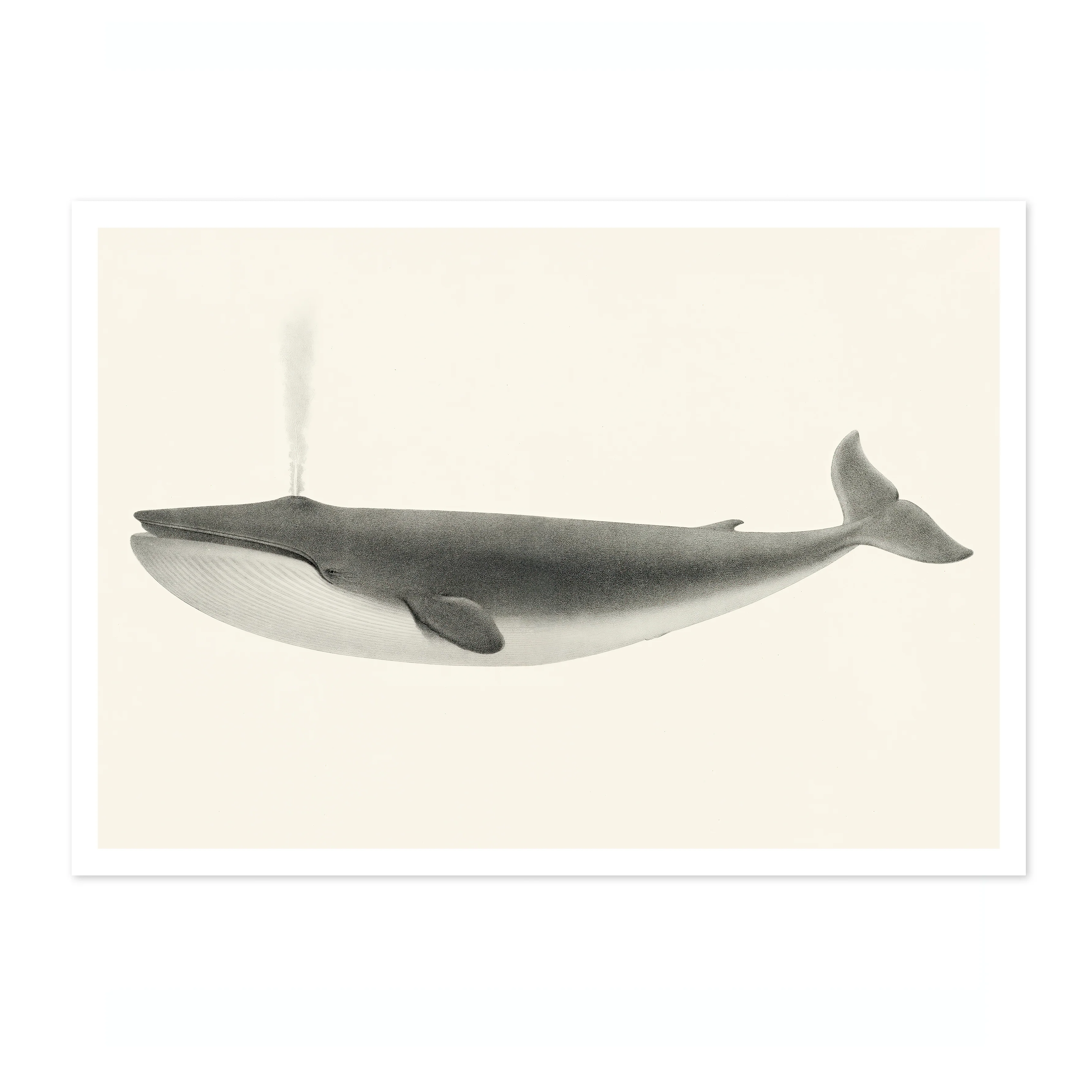 Sulphurbottom Whale - Image 4