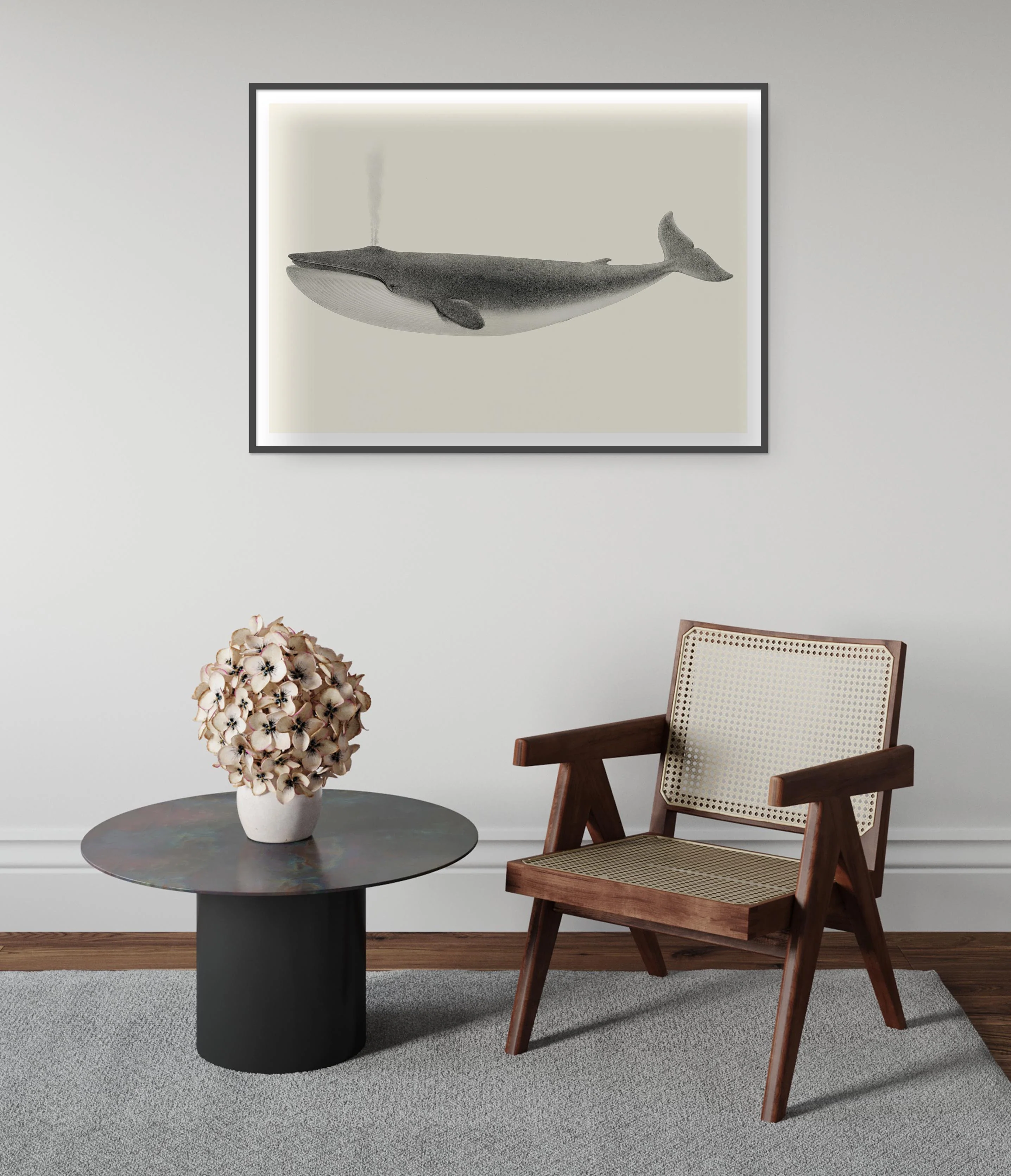 Sulphurbottom Whale - Image 5