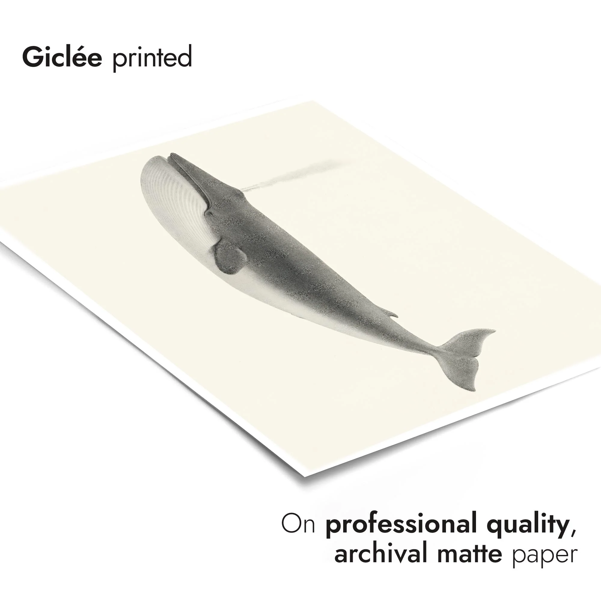 Sulphurbottom Whale - Image 6