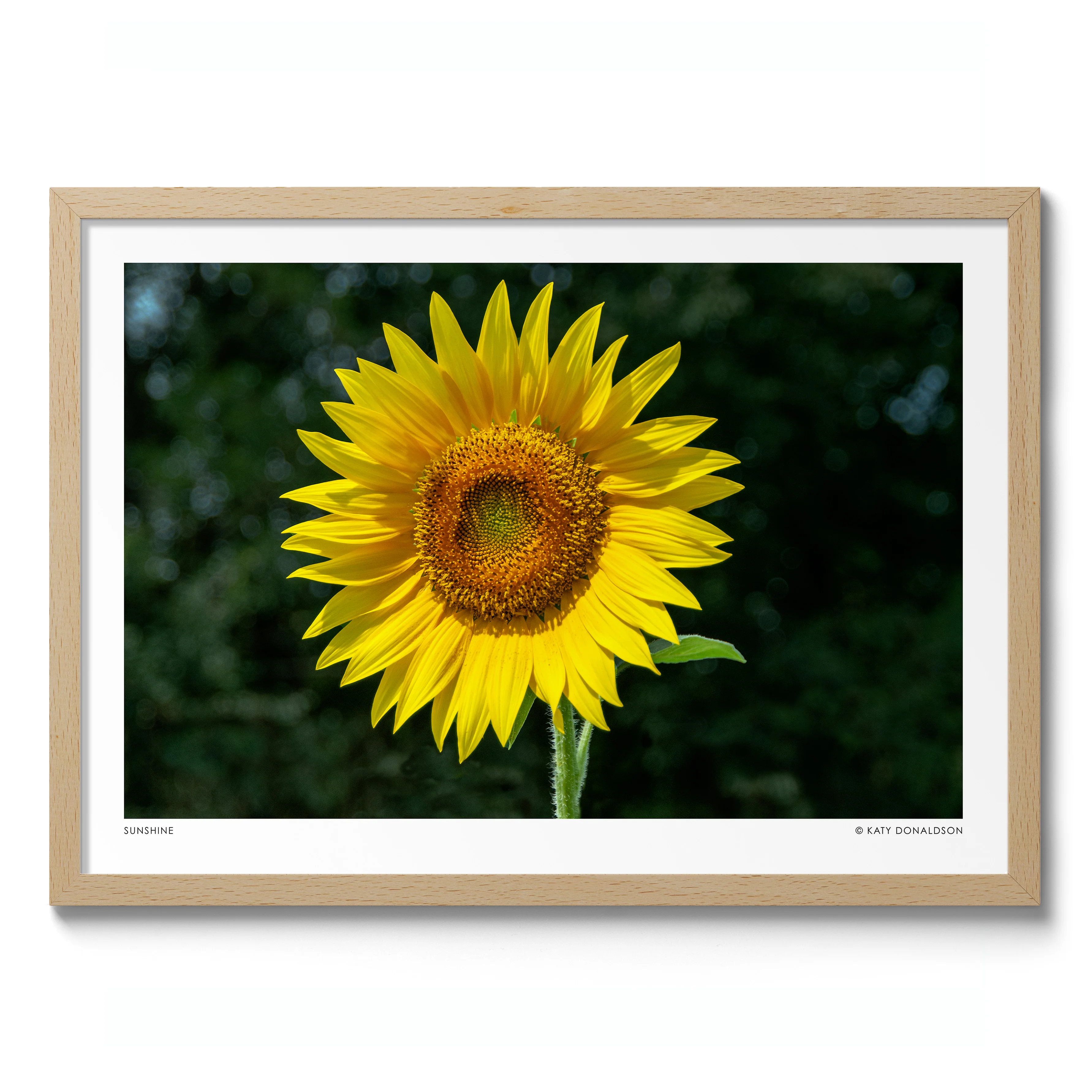 Sunflower - Image 3
