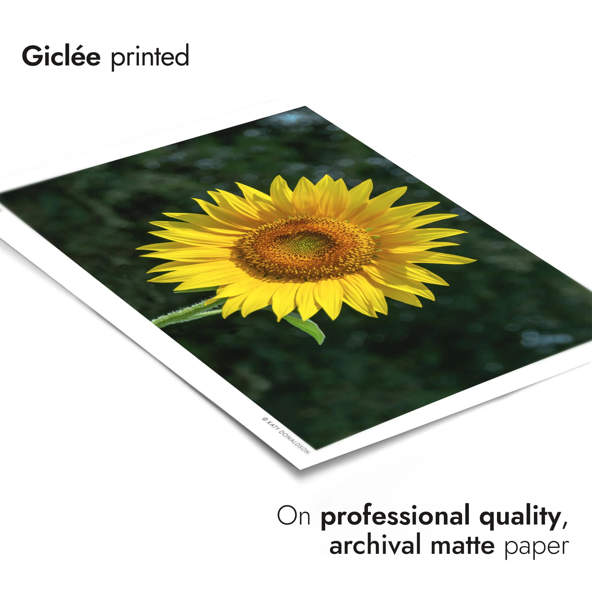Sunflower - Image 6