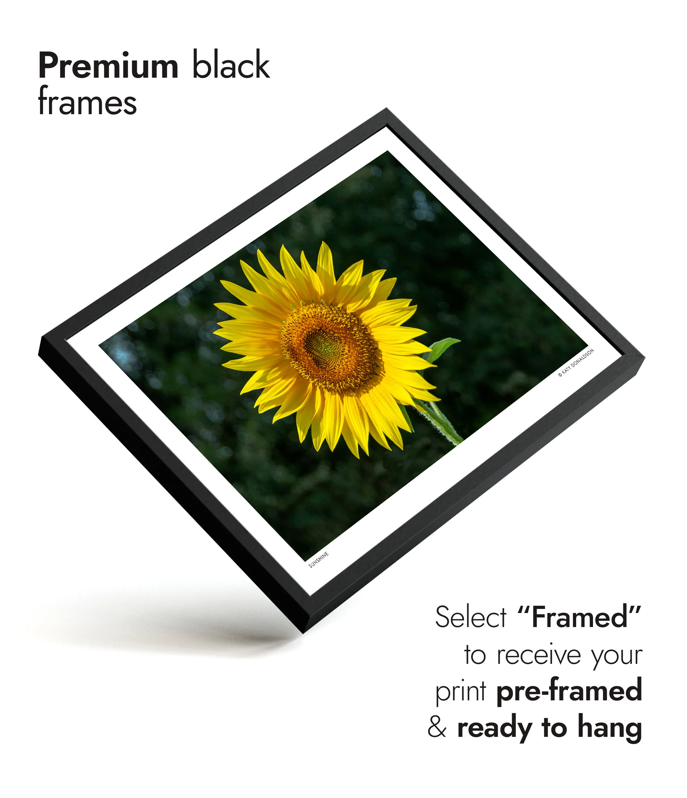 Sunflower - Image 7