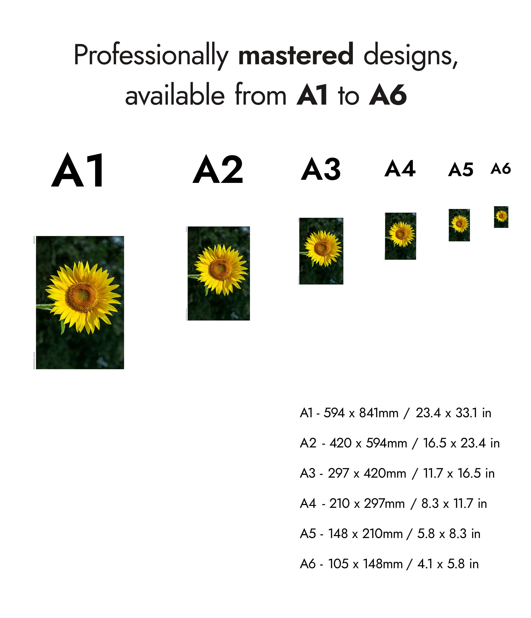Sunflower - Image 8