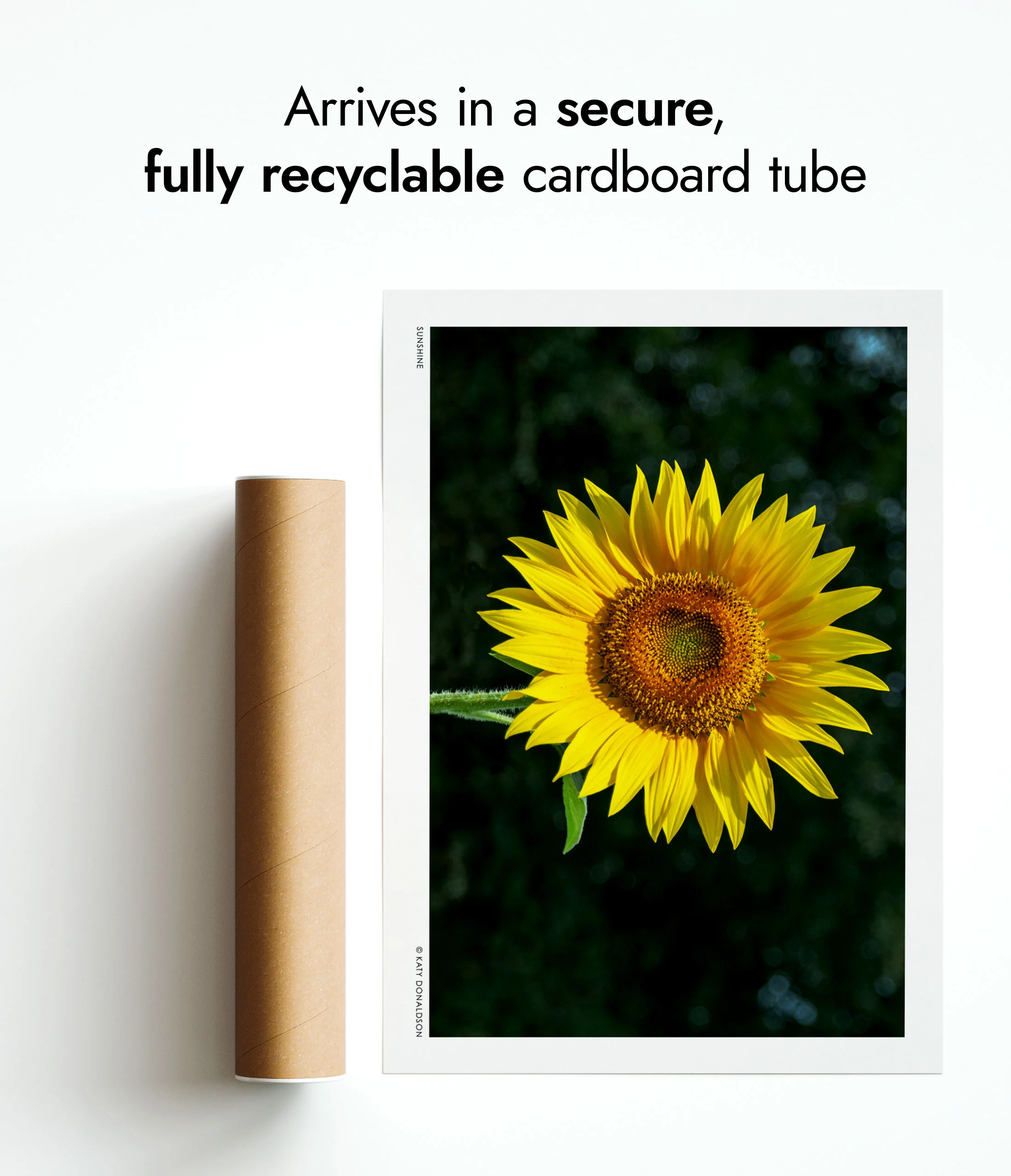 Sunflower - Image 9