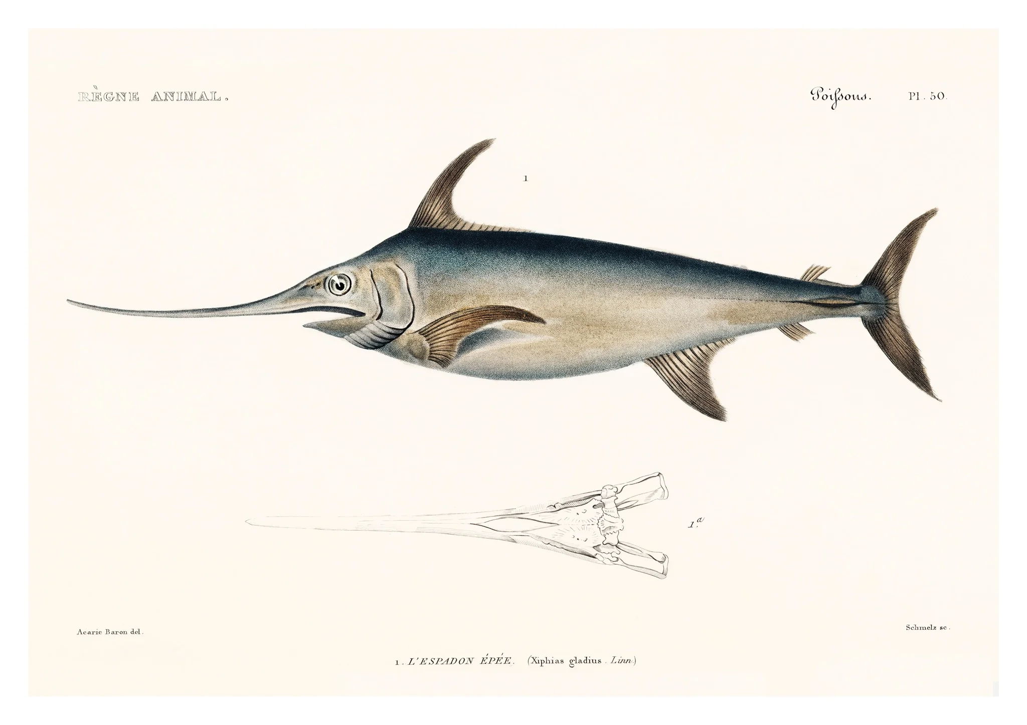 Swordfish