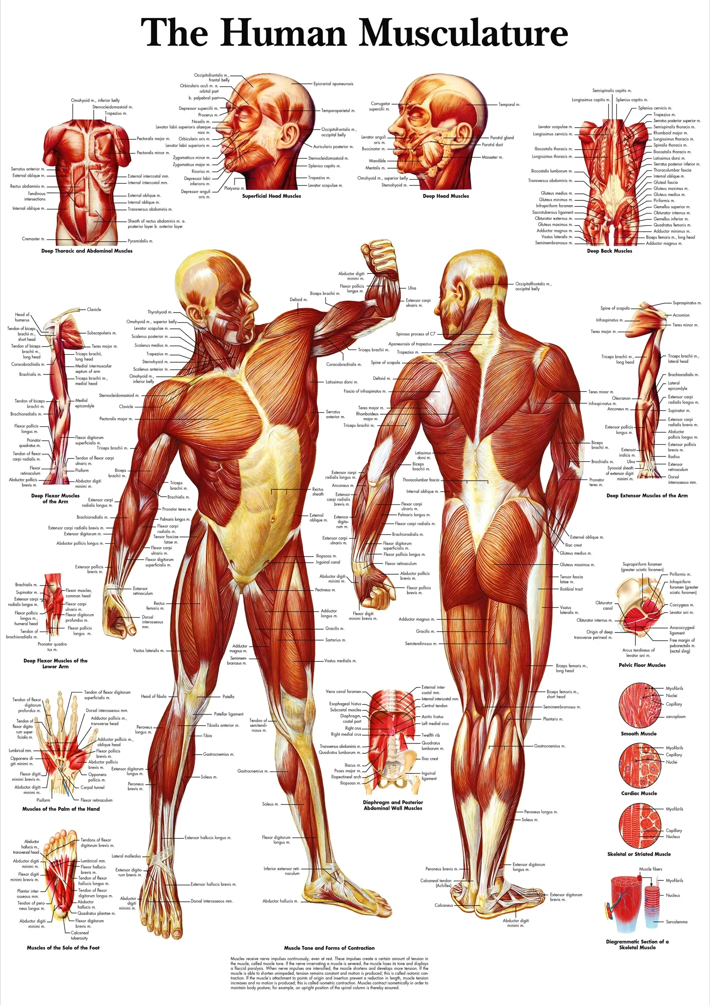The Human Musculature