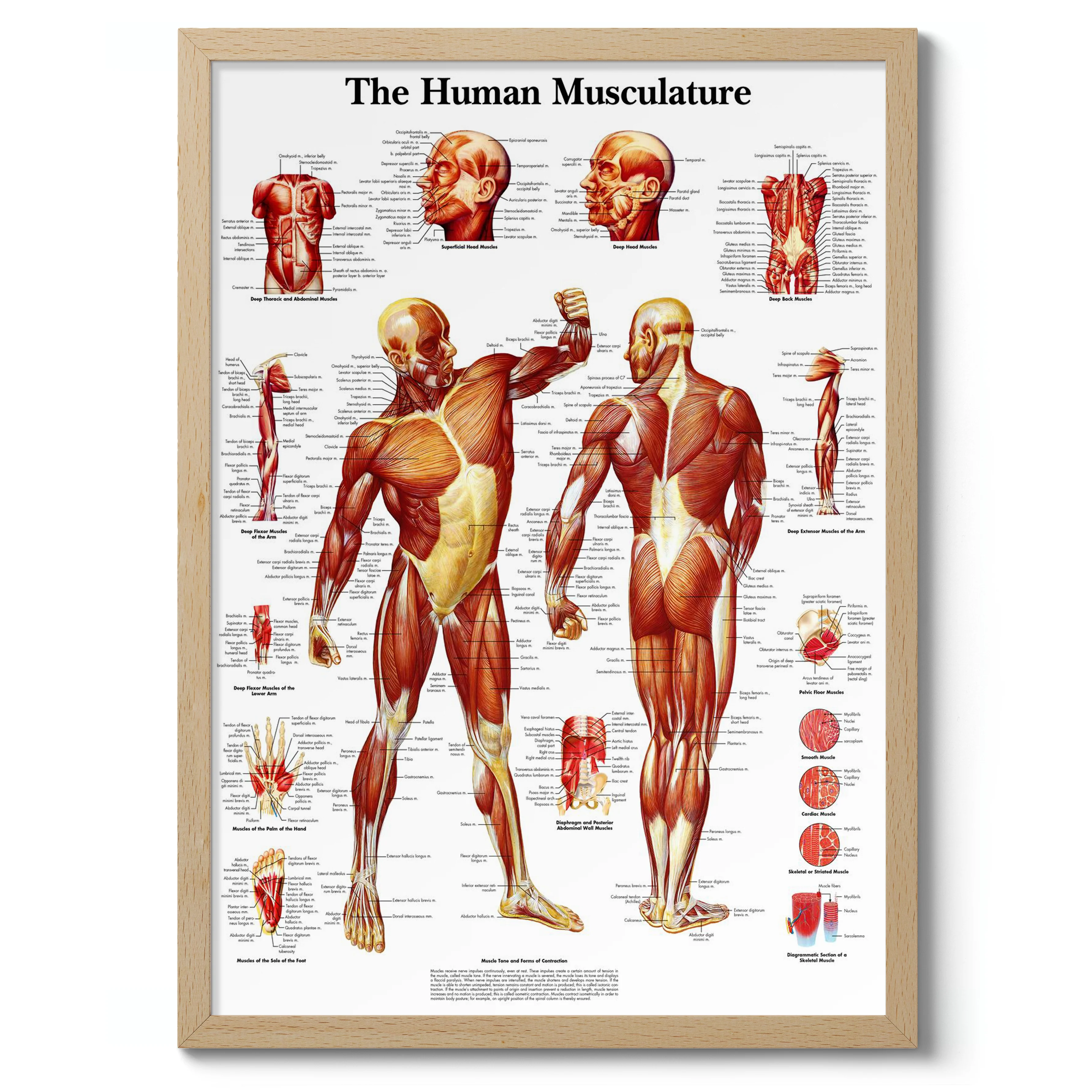The Human Musculature - Image 3