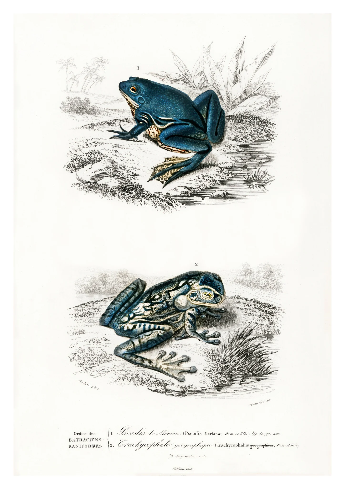 Tree Frogs