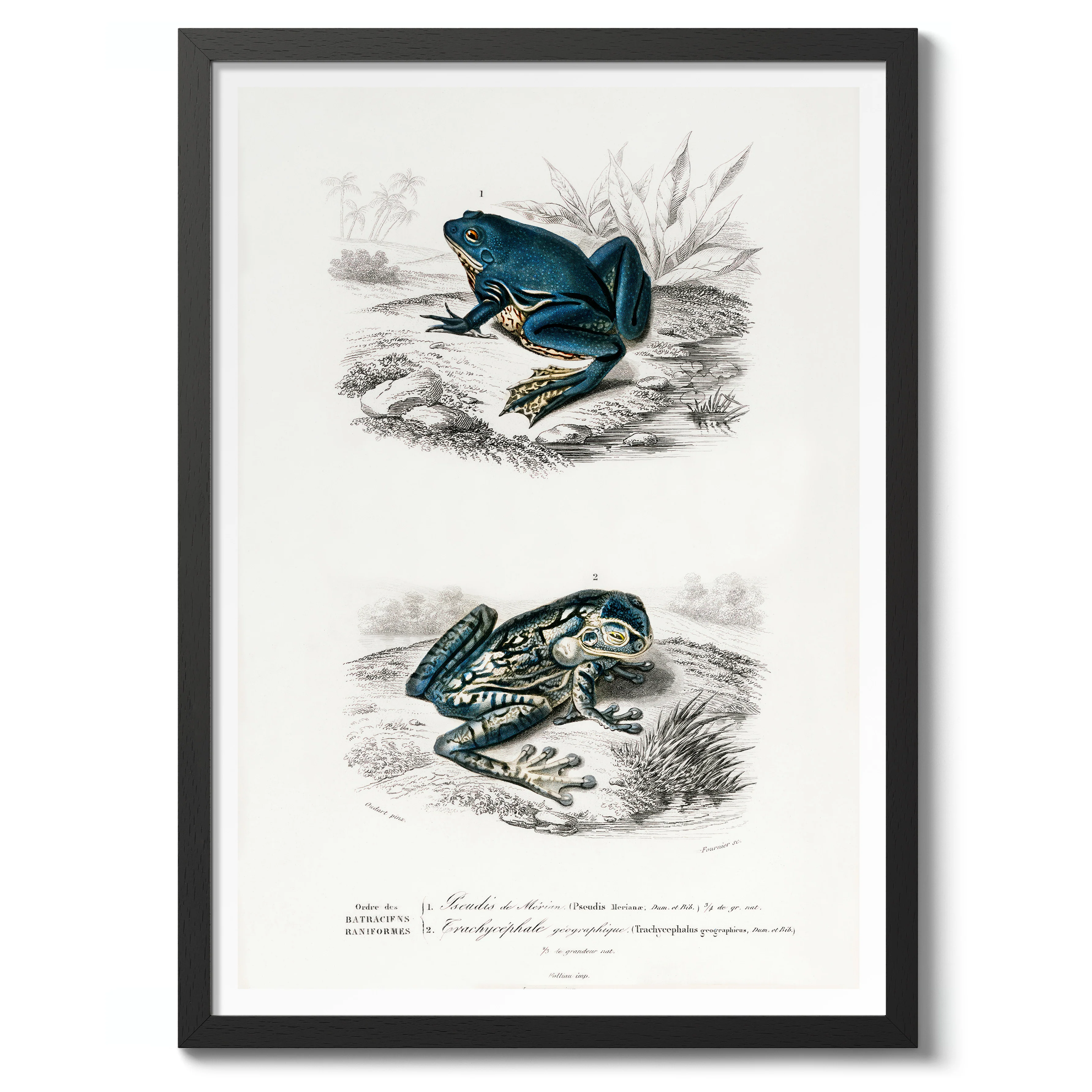 Tree Frogs - Image 2
