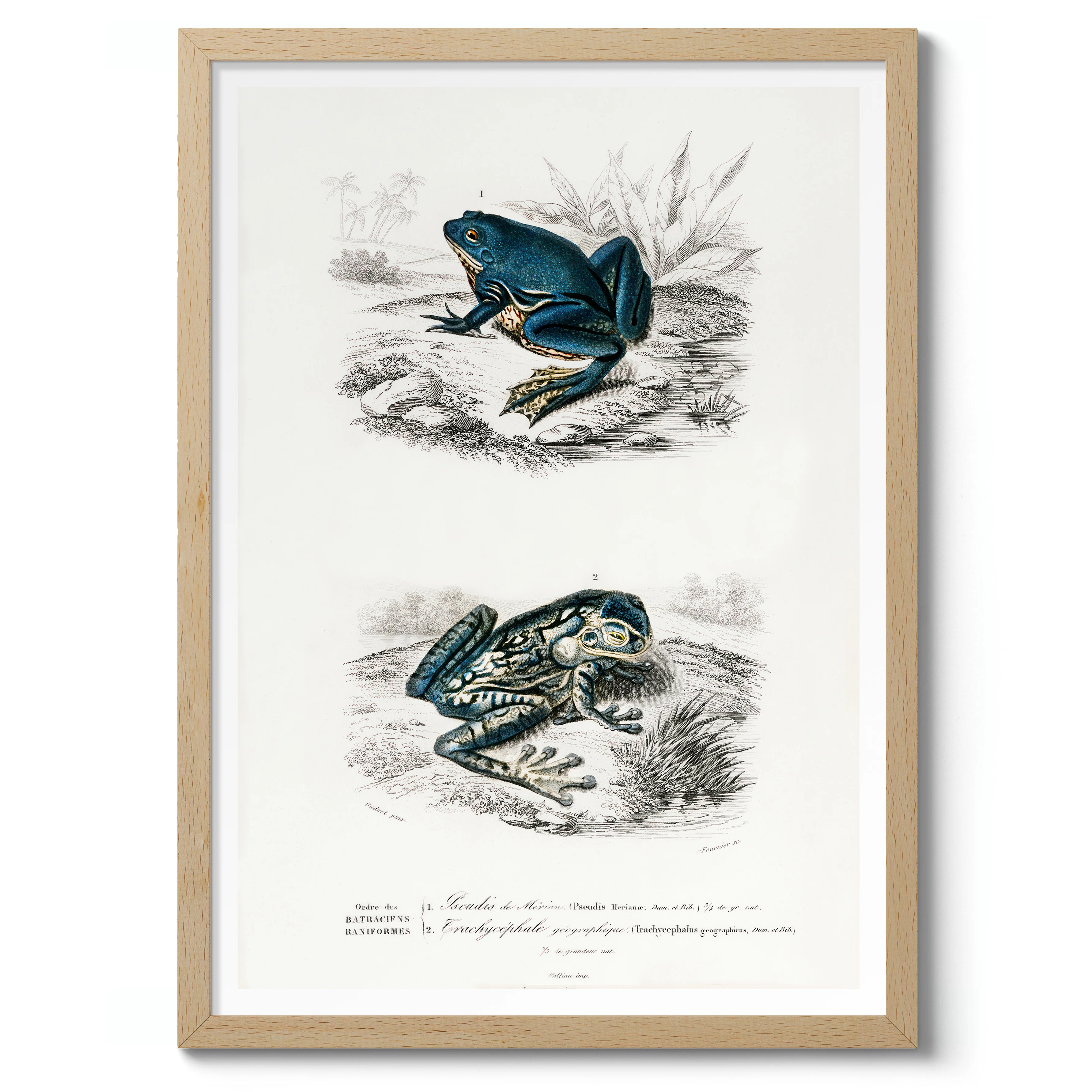 Tree Frogs - Image 3
