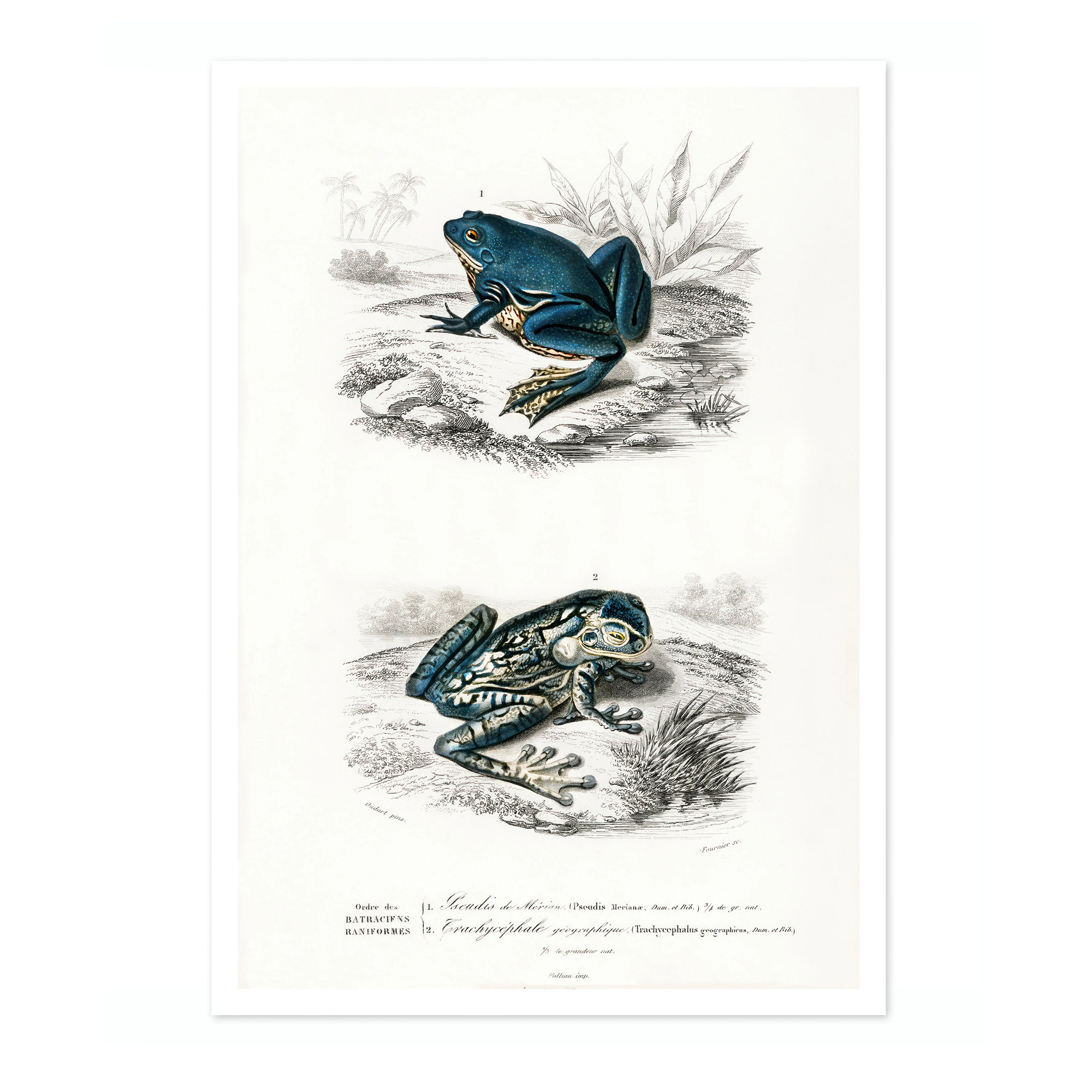 Tree Frogs - Image 4